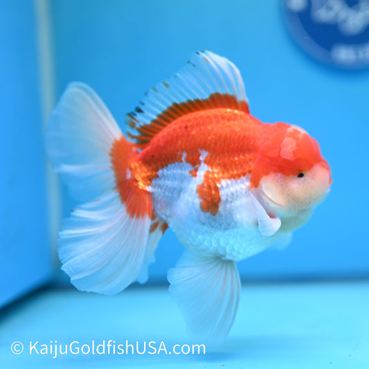 Jumbo Jade Seal Red White Rose Tail Oranda 6 inches (240405_OR4) - Kaiju Goldfish USA