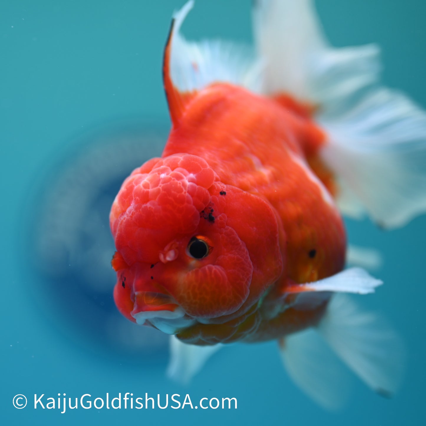 Sakura Rose Tail Oranda 5-5.5 inches (240329_OR04) - Kaiju Goldfish USA