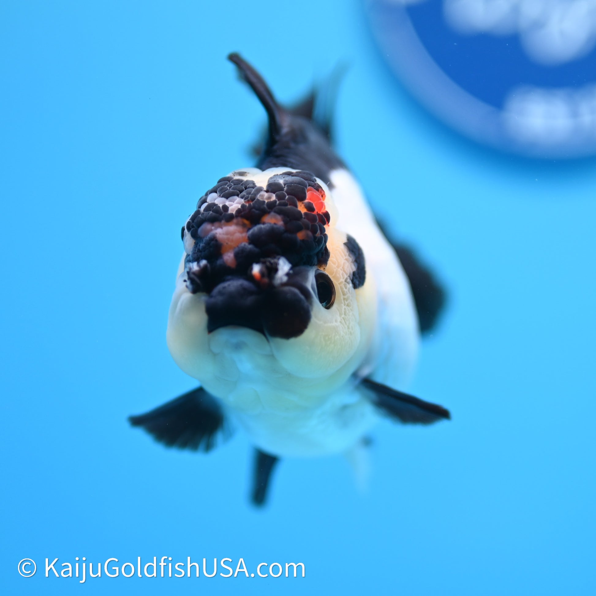 Tricolor YuanBao Oranda 3.5in body (240607_OR04) - Kaiju Goldfish USA