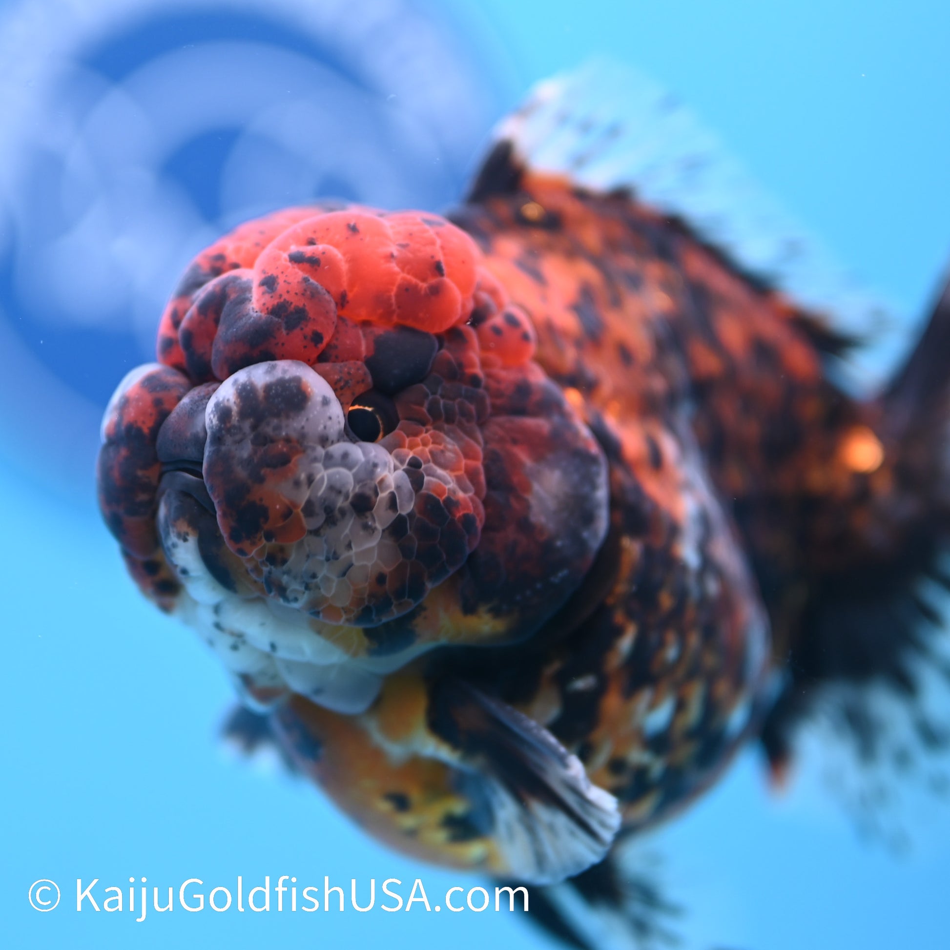 Heavy Ink Tricolor Tiger YuanBao Oranda 4-4.5 inches (240308_OR04) - Kaiju Goldfish USA