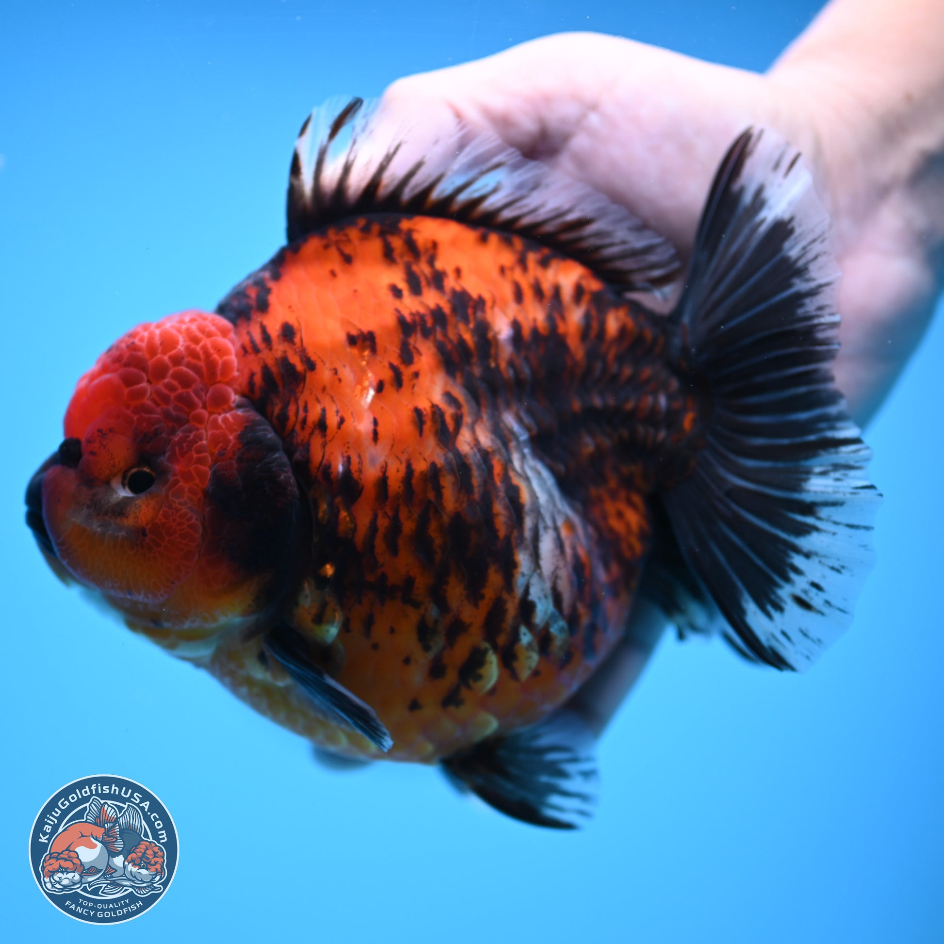 Jumbo Shogun Godzilla Red Kirin Oranda 5.2in Body (240823_OR4)- Overnight shipping only - Kaiju Goldfish USA