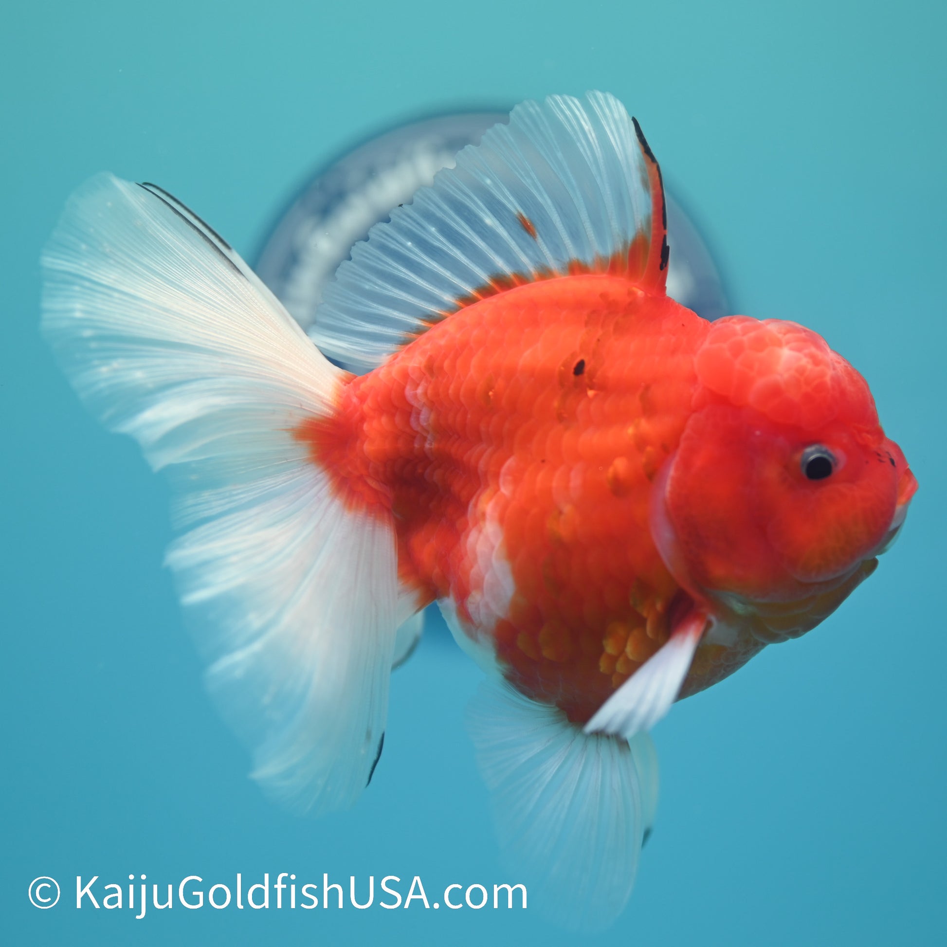 Sakura Rose Tail Oranda 5-5.5 inches (240329_OR04) - Kaiju Goldfish USA