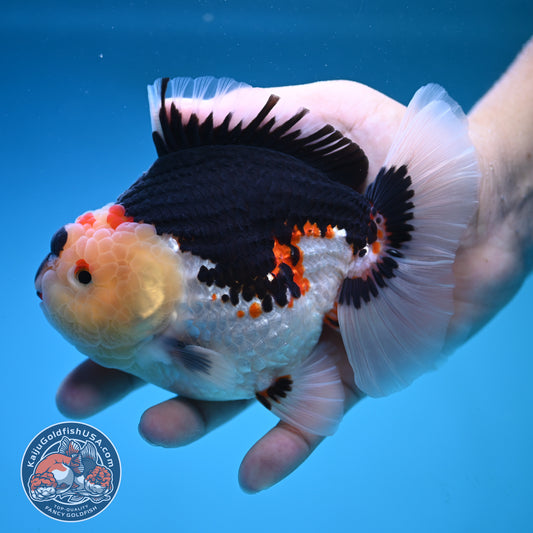 Tricolor Oranda 4.75 inch Body (250905_OR04)