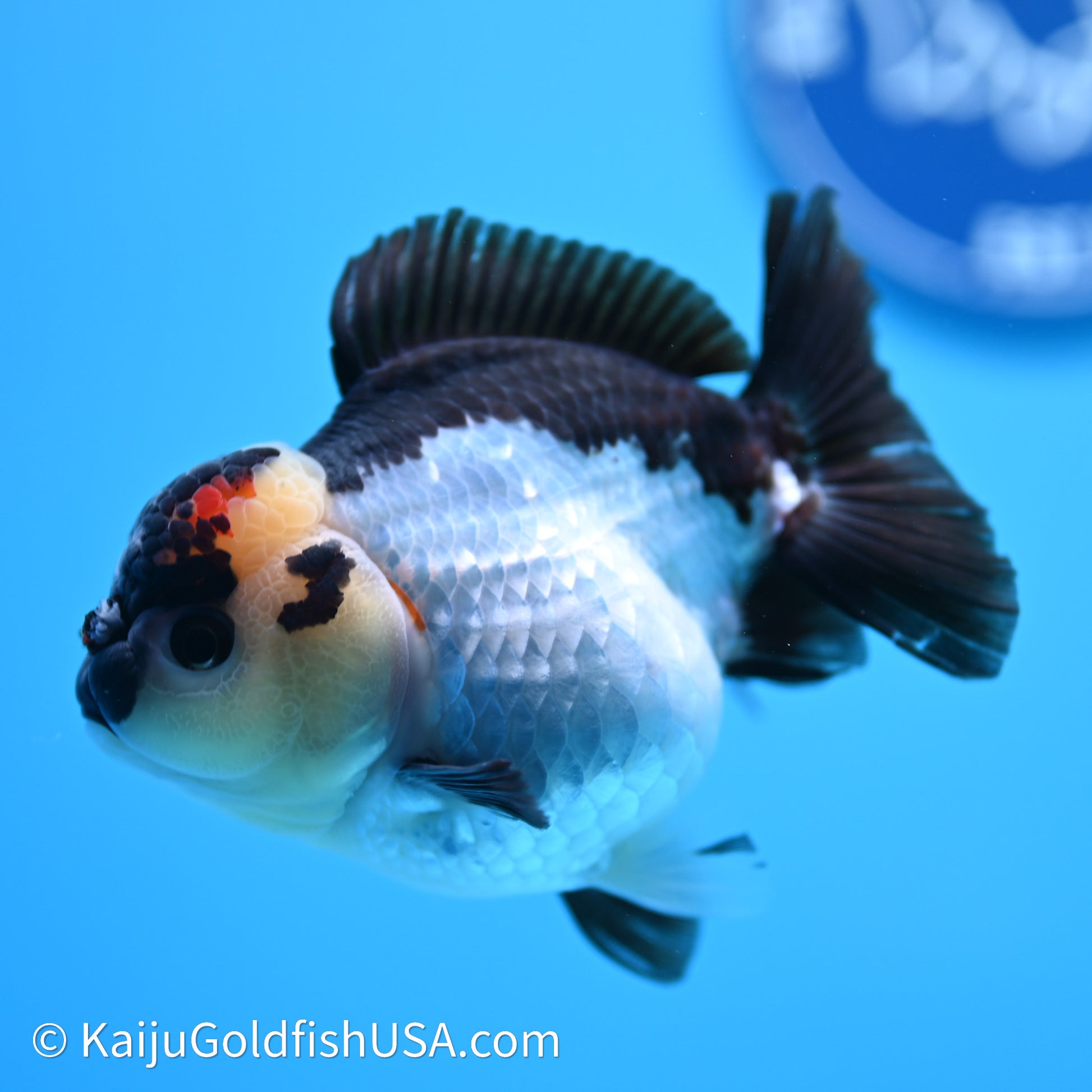 Tricolor YuanBao Oranda 3.5in body (240607_OR04) - Kaiju Goldfish USA