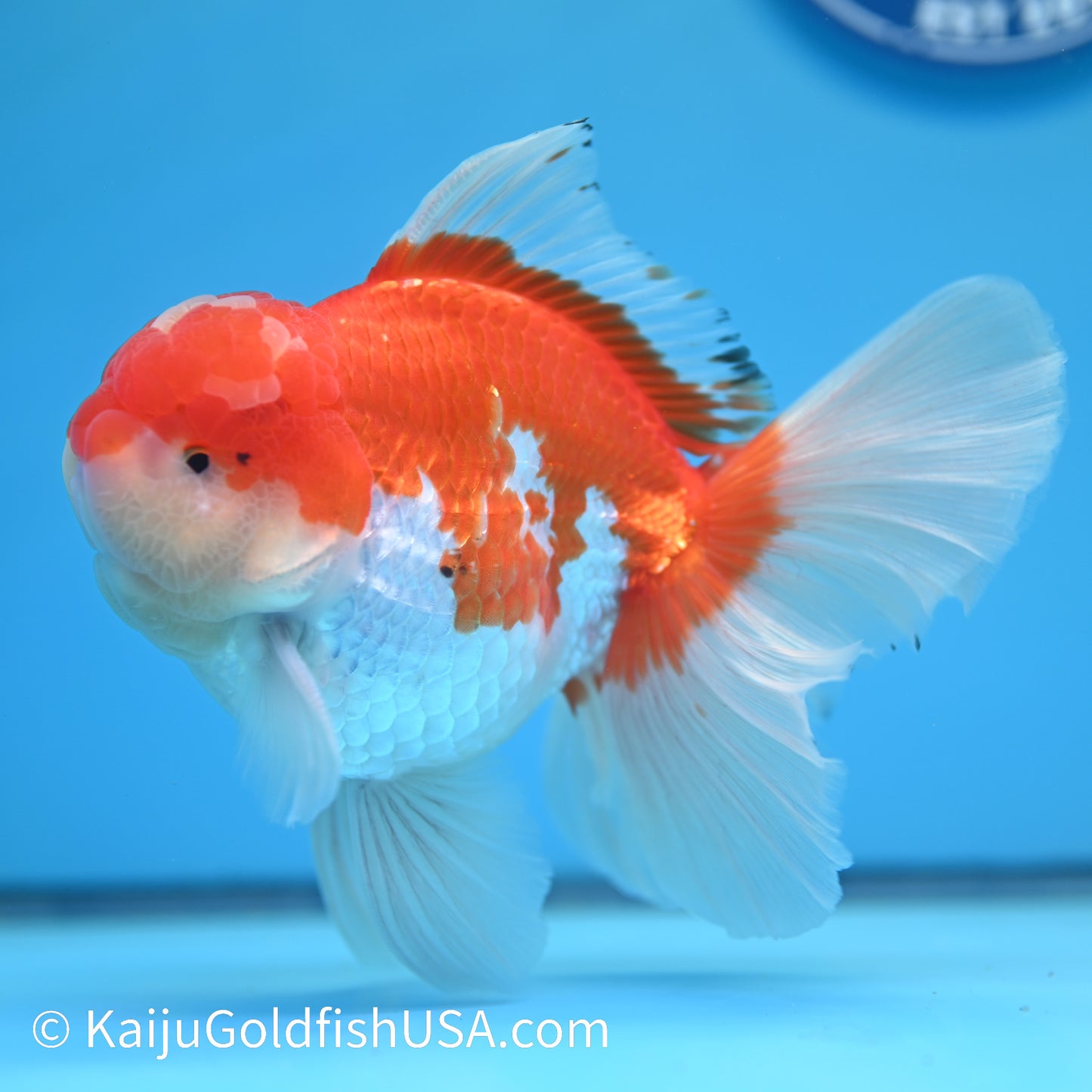 Jumbo Jade Seal Red White Rose Tail Oranda 6 inches (240405_OR4) - Kaiju Goldfish USA