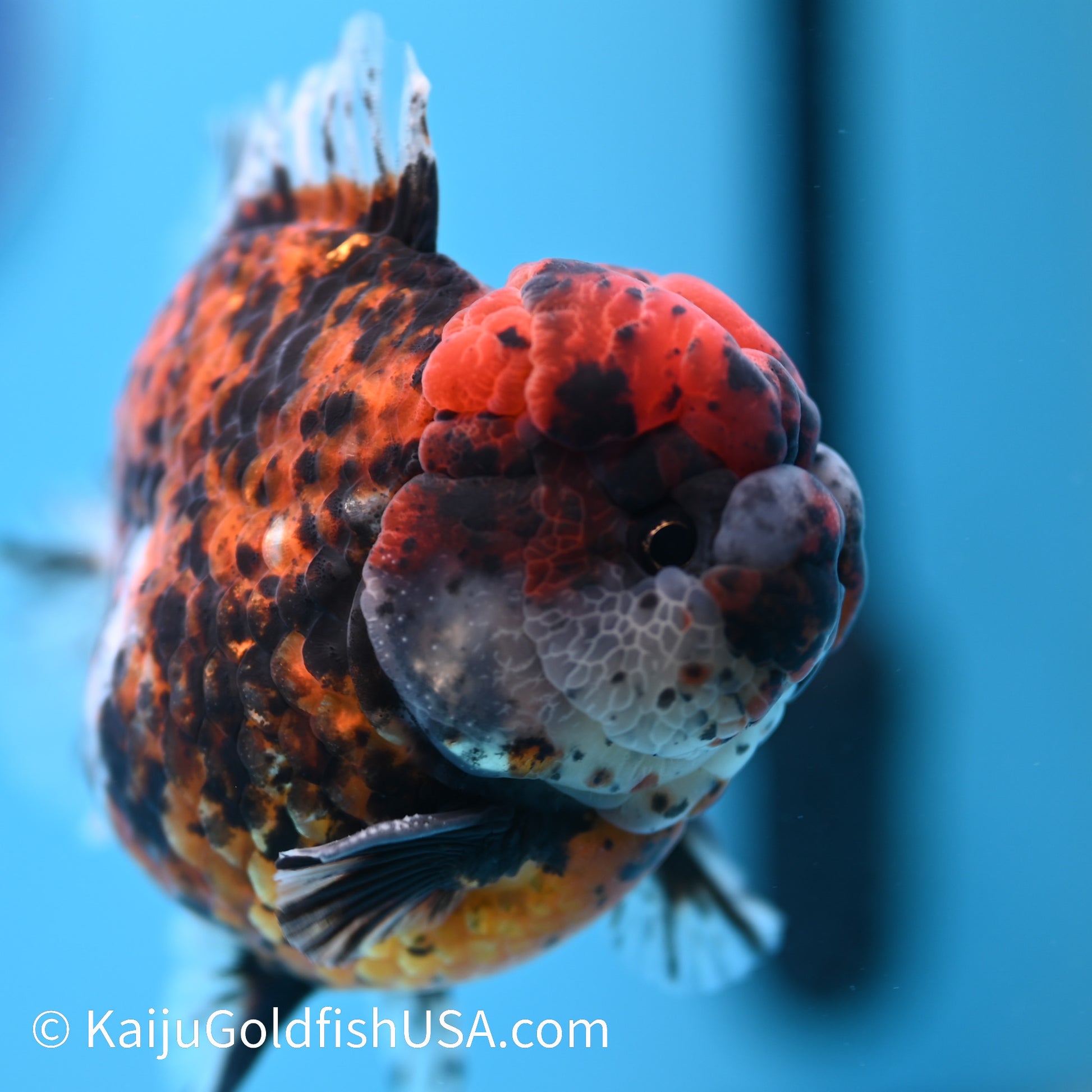 Heavy Ink Tricolor Tiger YuanBao Oranda 4-4.5 inches (240308_OR04) - Kaiju Goldfish USA