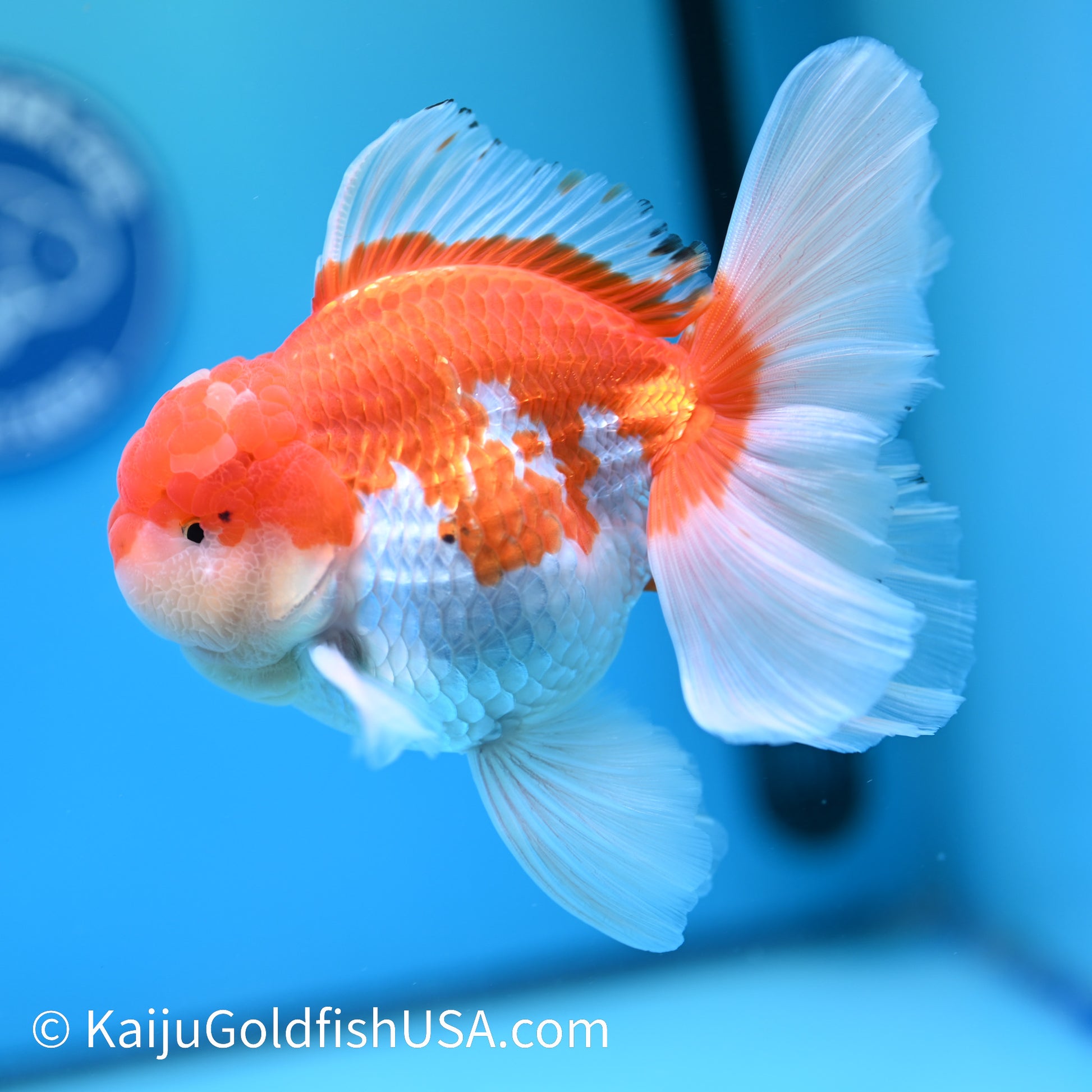 Jumbo Jade Seal Red White Rose Tail Oranda 6 inches (240405_OR4) - Kaiju Goldfish USA