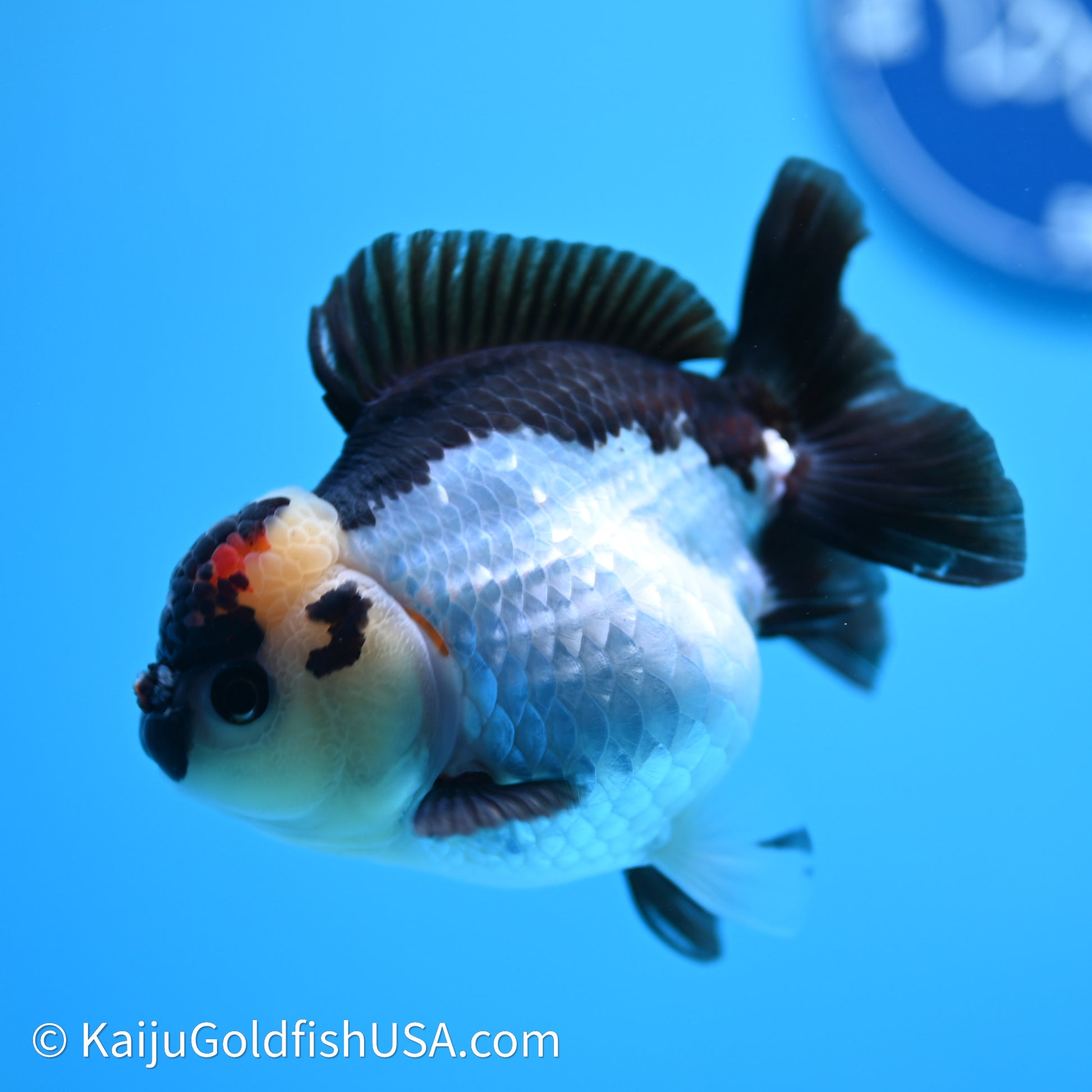 Tricolor YuanBao Oranda 3.5in body (240607_OR04) - Kaiju Goldfish USA