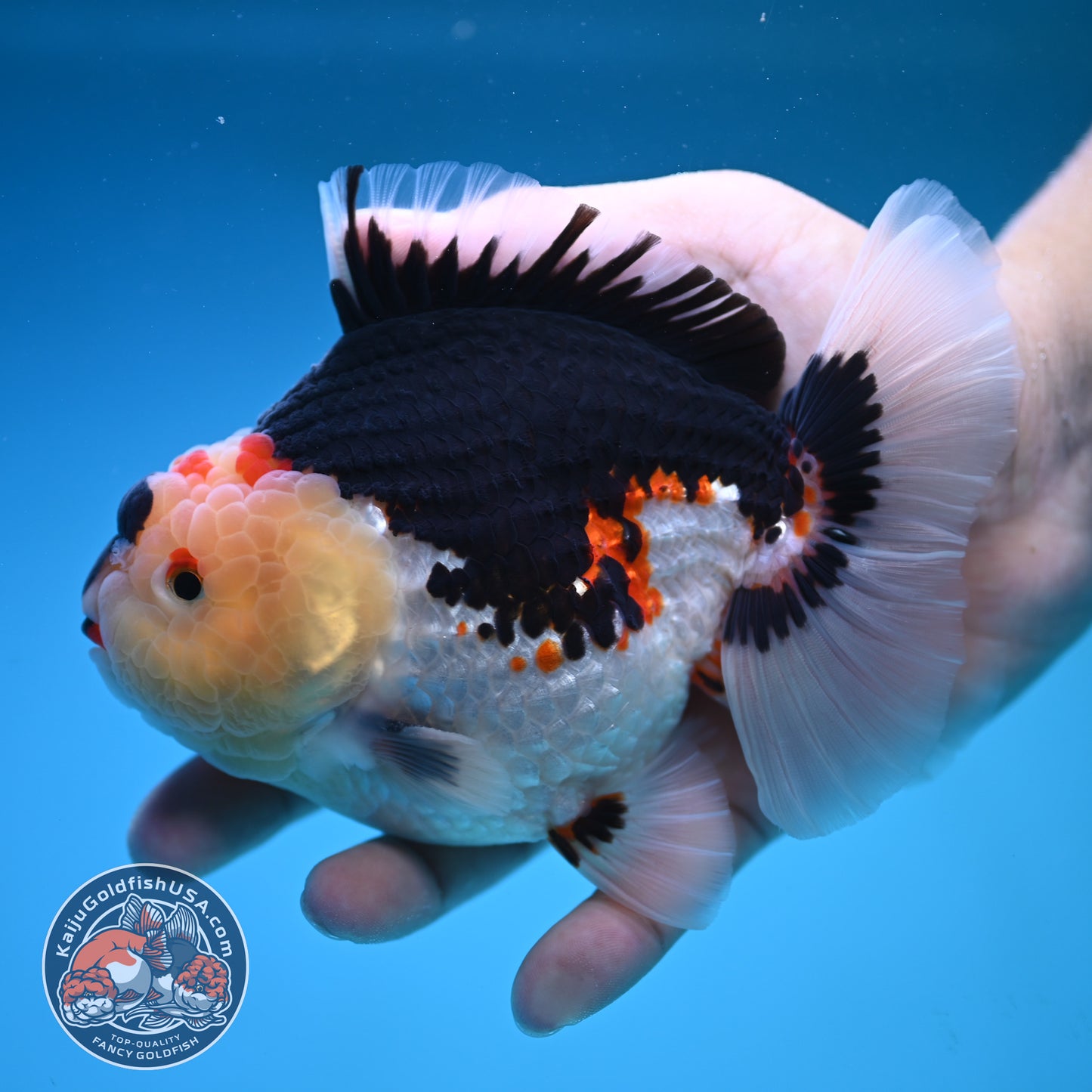 Tricolor Oranda 4.75 inch Body (250905_OR04)