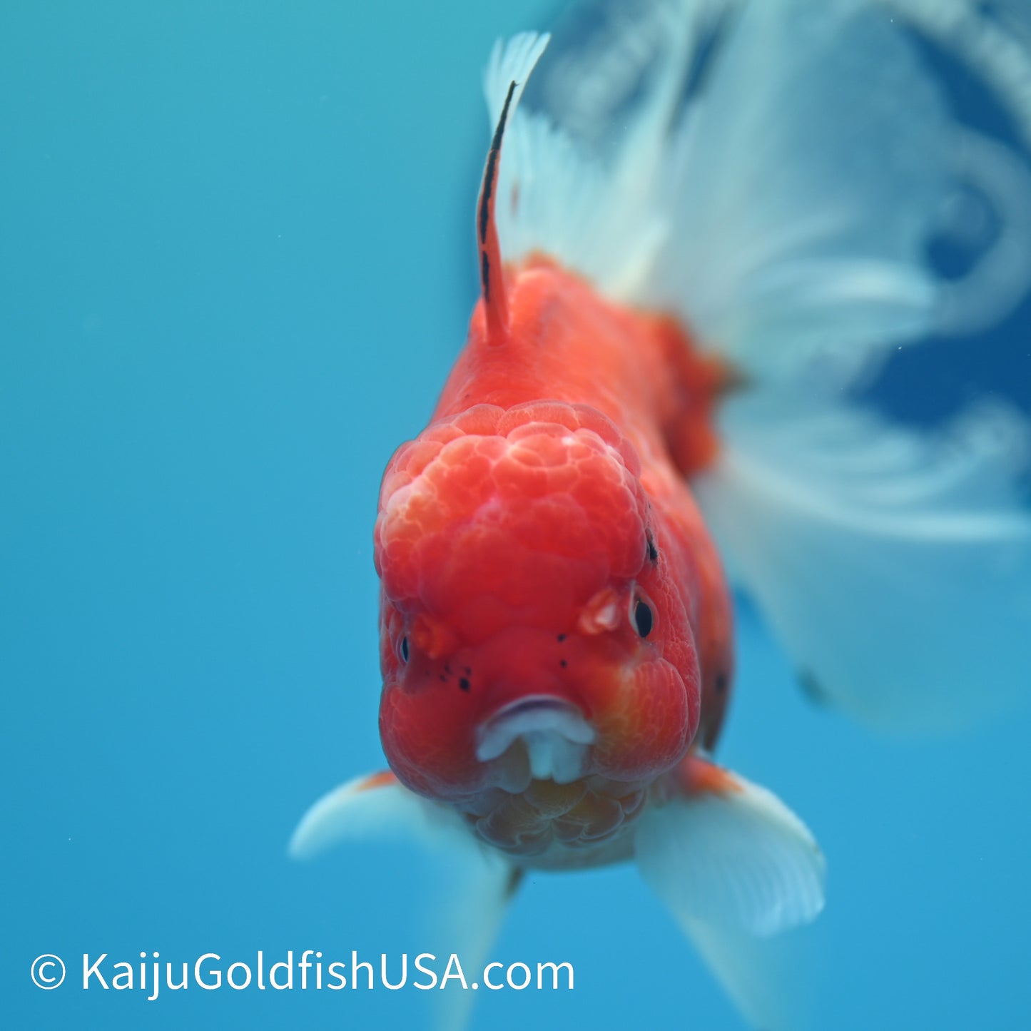 Sakura Rose Tail Oranda 5-5.5 inches (240329_OR04) - Kaiju Goldfish USA