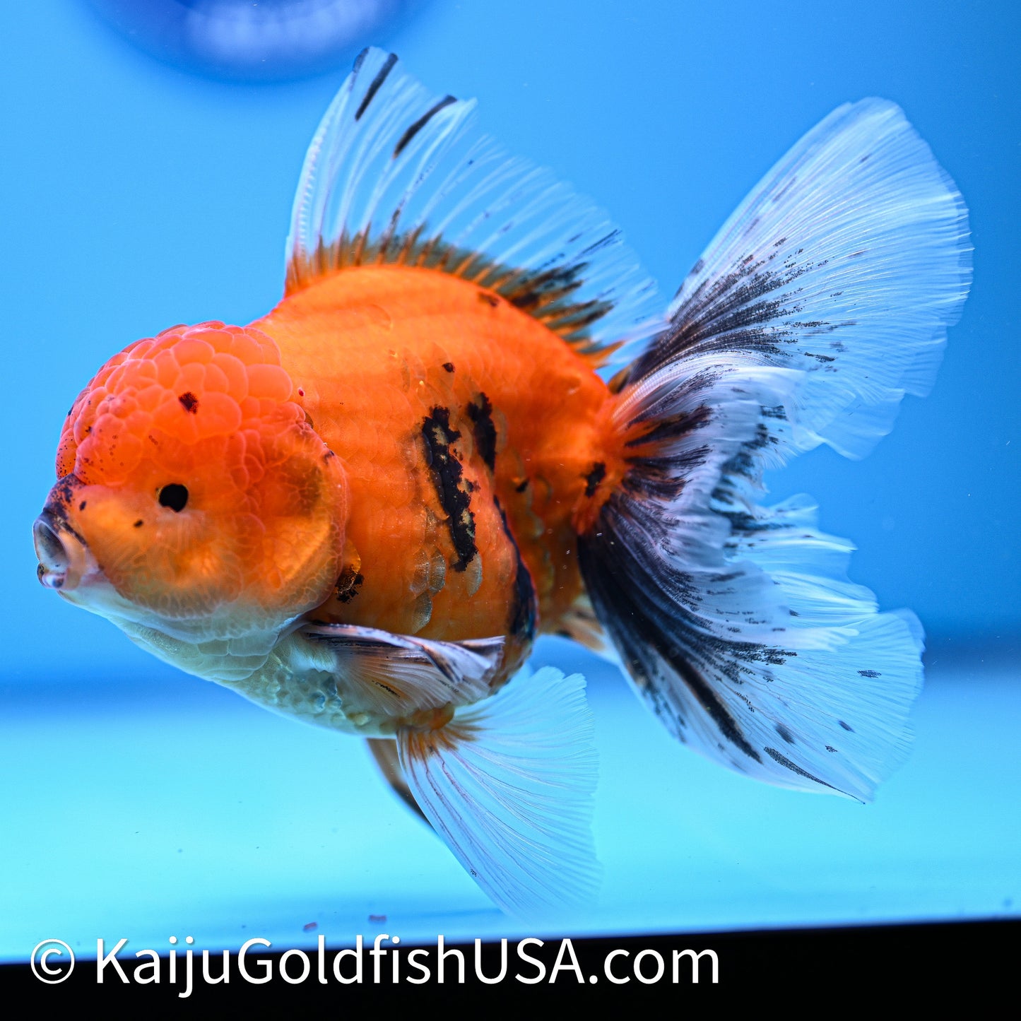 Tiger Rose Tail Oranda 4in Body (240628_OR04) - Kaiju Goldfish USA