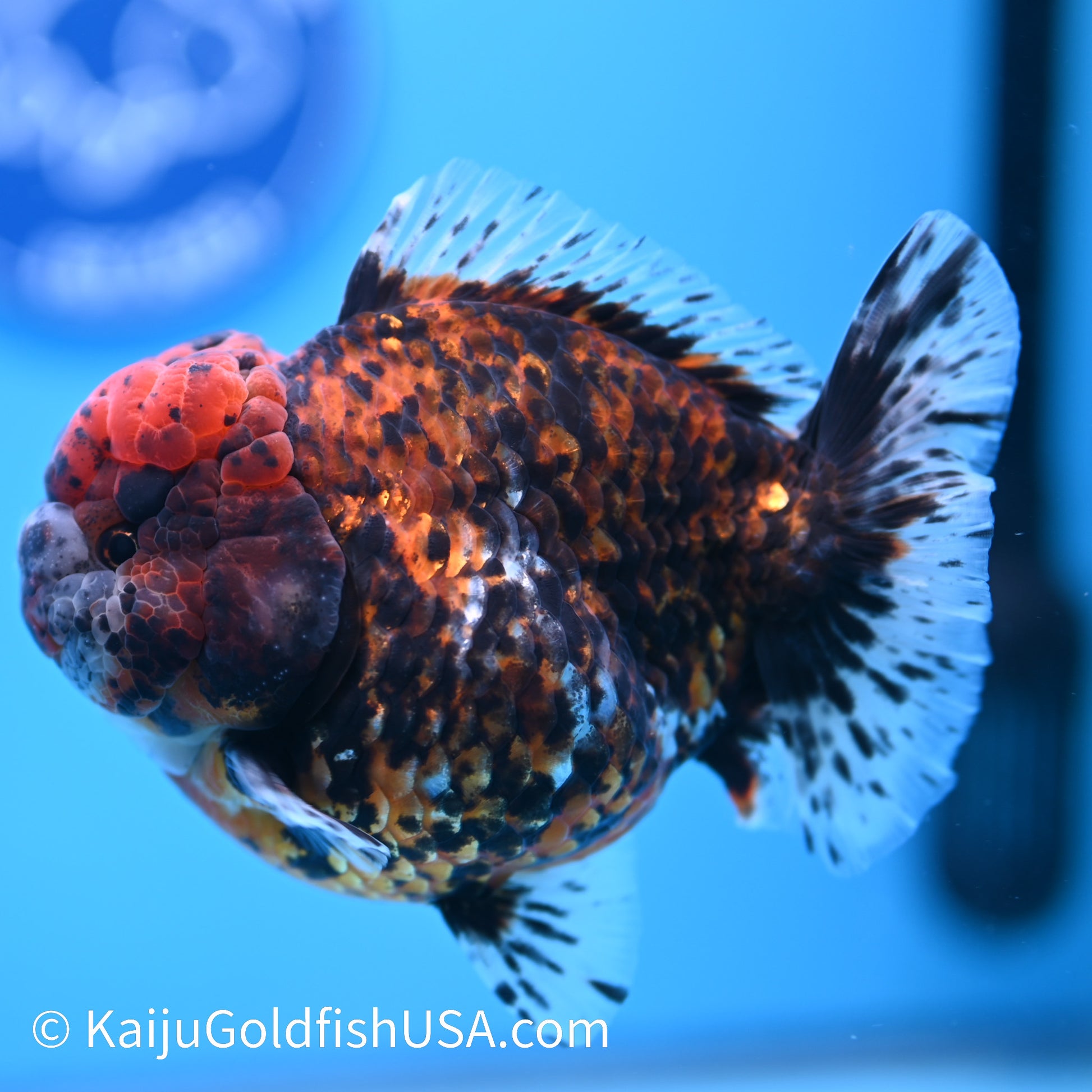 Heavy Ink Tricolor Tiger YuanBao Oranda 4-4.5 inches (240308_OR04) - Kaiju Goldfish USA