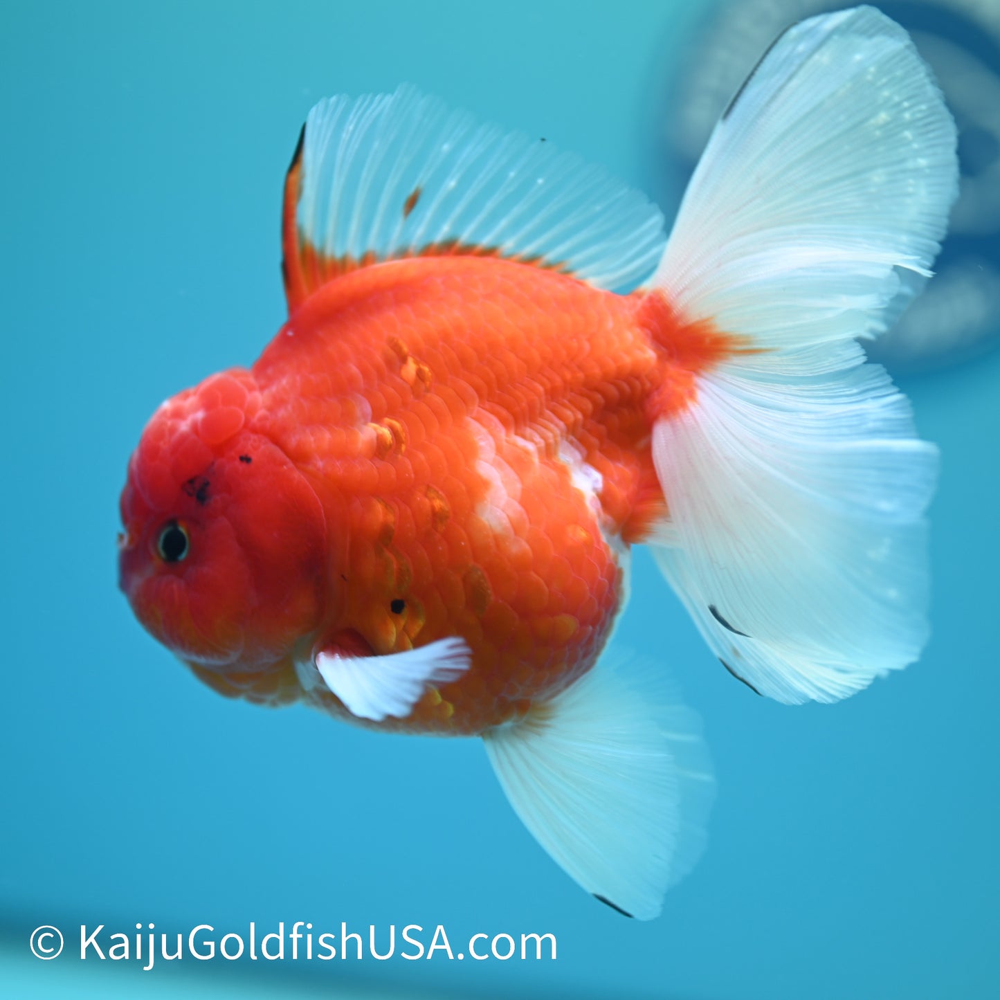 Sakura Rose Tail Oranda 5-5.5 inches (240329_OR04) - Kaiju Goldfish USA