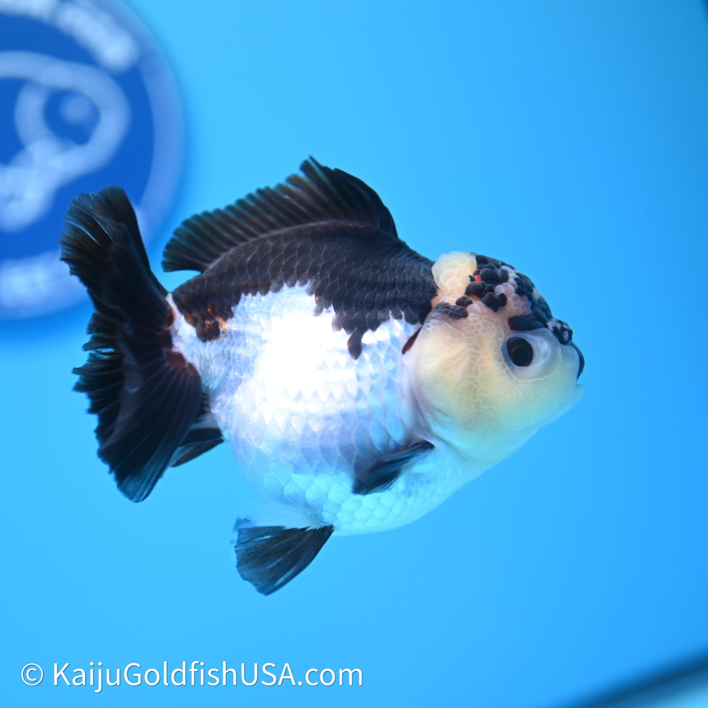 Tricolor YuanBao Oranda 3.5in body (240607_OR04) - Kaiju Goldfish USA