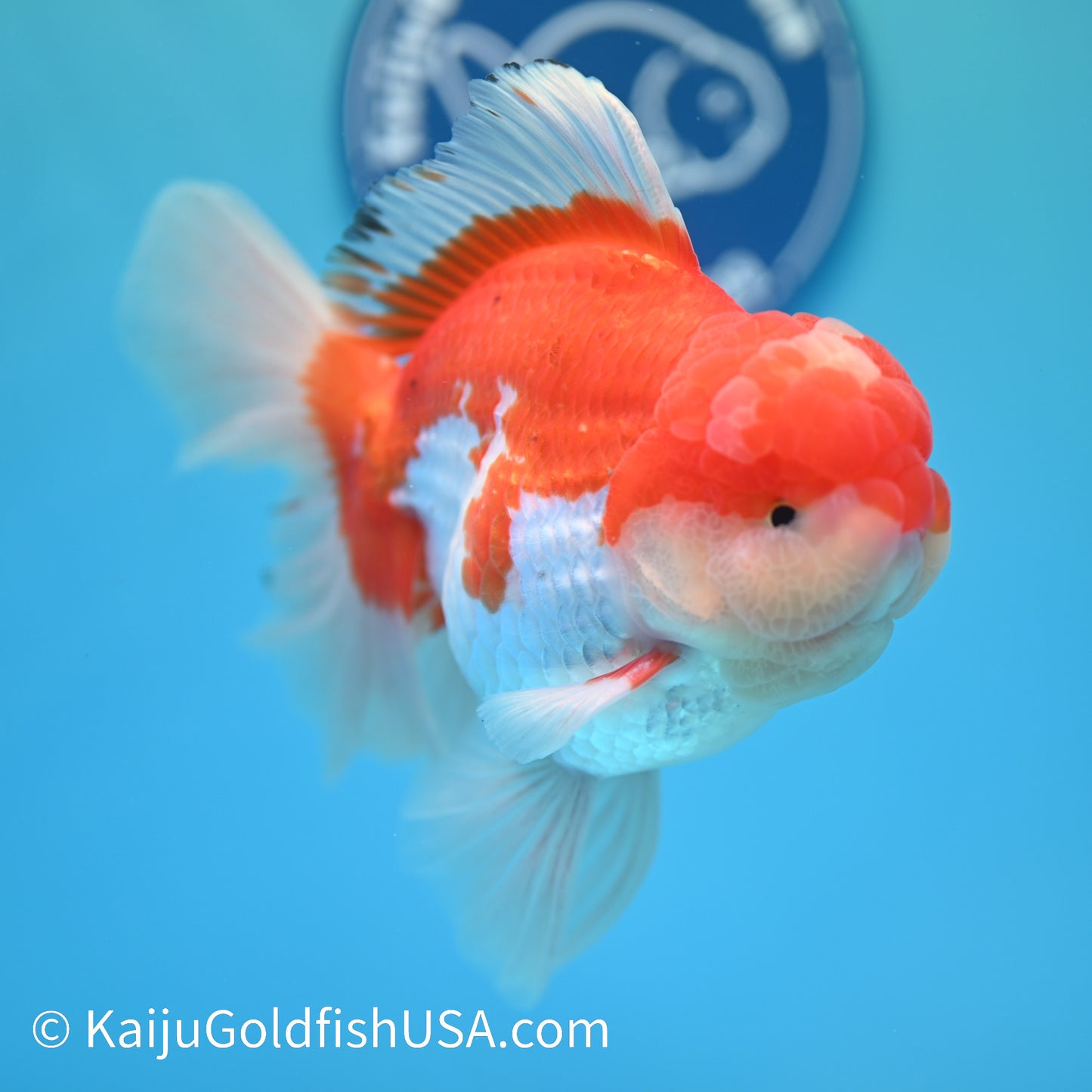 Jumbo Jade Seal Red White Rose Tail Oranda 6 inches (240405_OR4) - Kaiju Goldfish USA