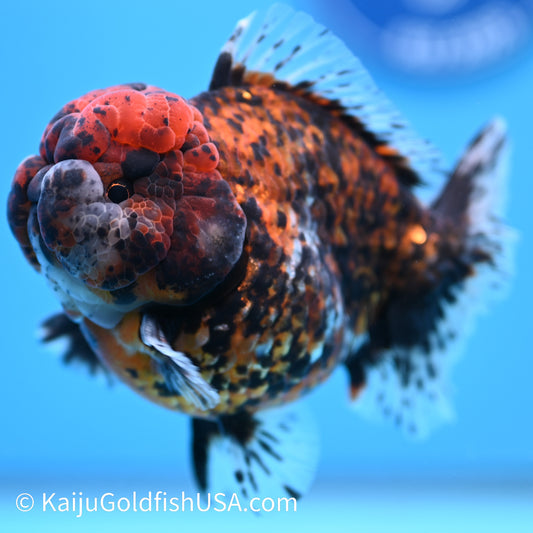 Heavy Ink Tricolor Tiger YuanBao Oranda 4-4.5 inches (240308_OR04) - Kaiju Goldfish USA