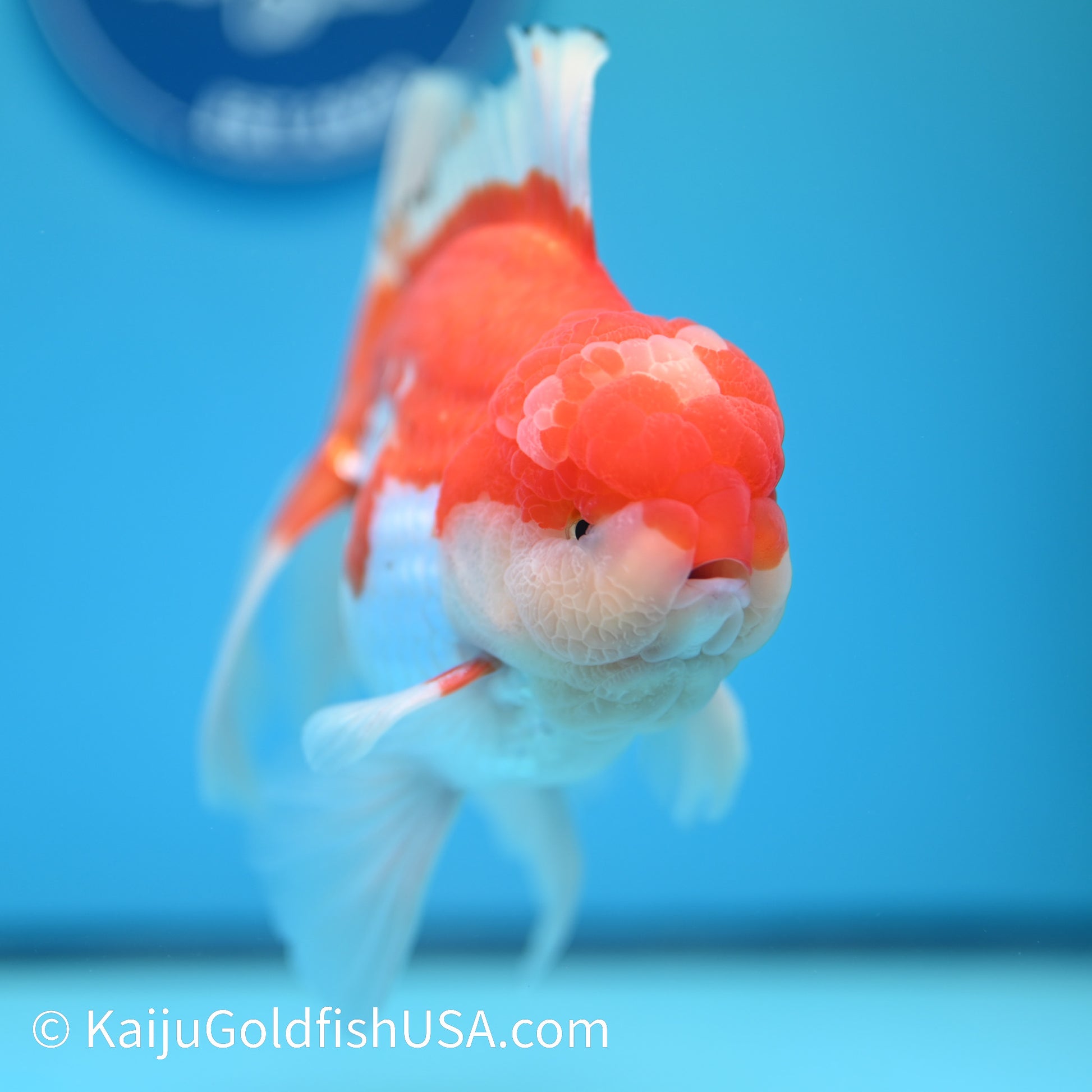 Jumbo Jade Seal Red White Rose Tail Oranda 6 inches (240405_OR4) - Kaiju Goldfish USA