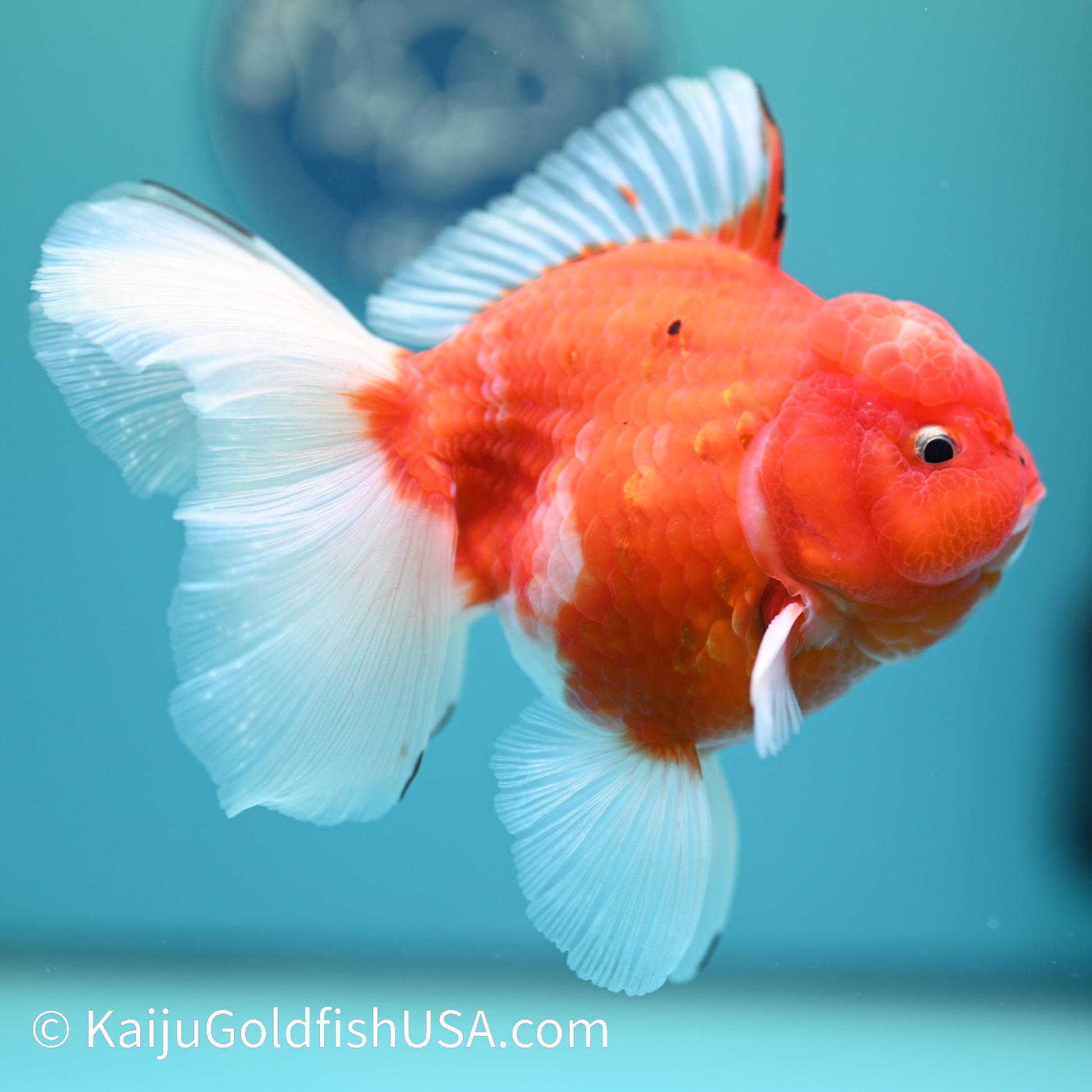 Sakura Rose Tail Oranda 5-5.5 inches (240329_OR04) - Kaiju Goldfish USA