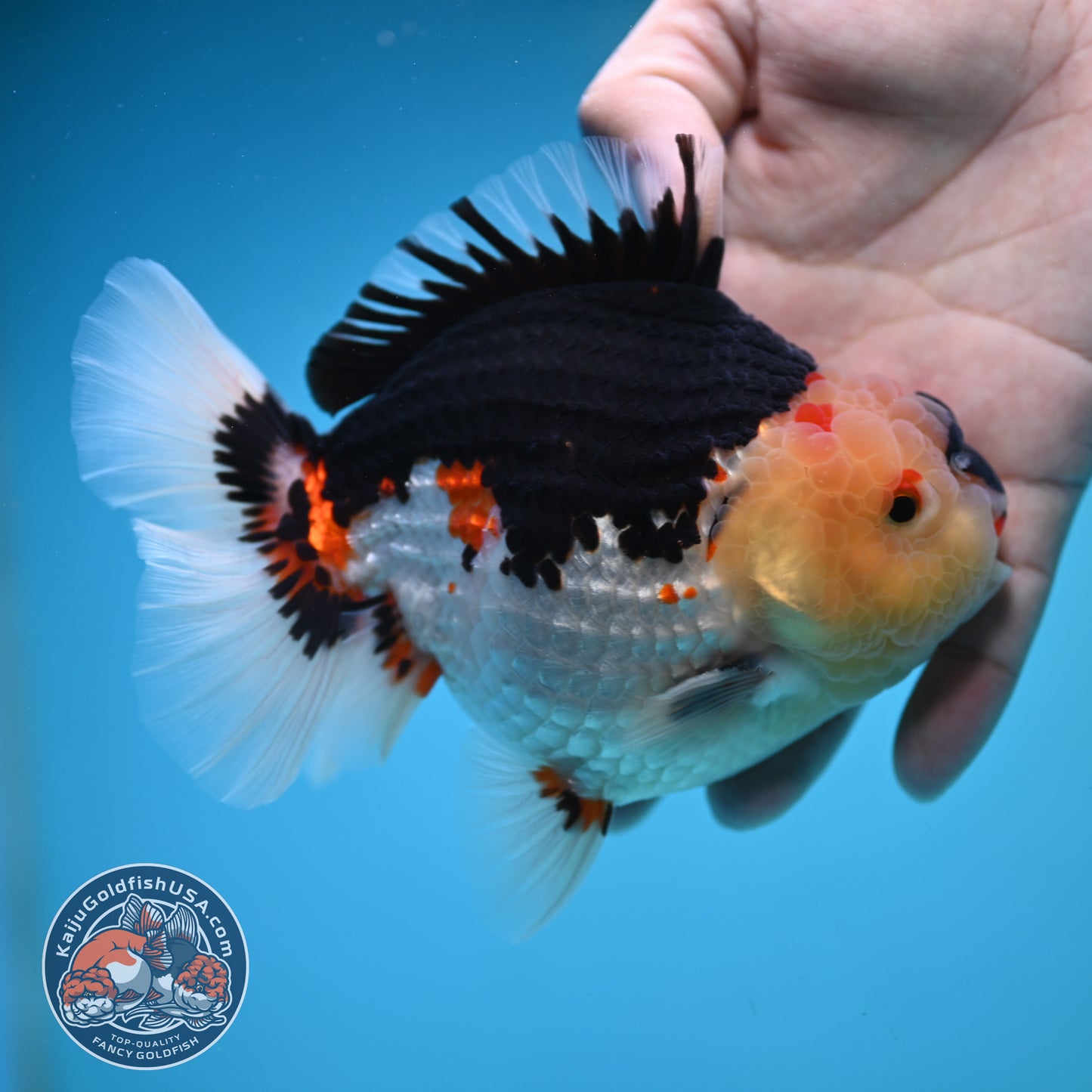 Tricolor Oranda 4.75 inch Body (250905_OR04)