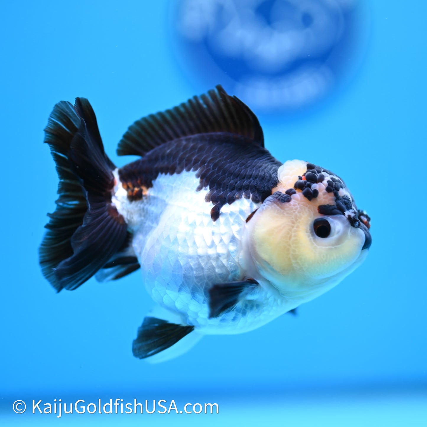 Tricolor YuanBao Oranda 3.5in body (240607_OR04) - Kaiju Goldfish USA