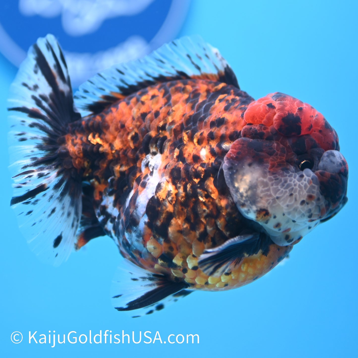 Heavy Ink Tricolor Tiger YuanBao Oranda 4-4.5 inches (240308_OR04) - Kaiju Goldfish USA