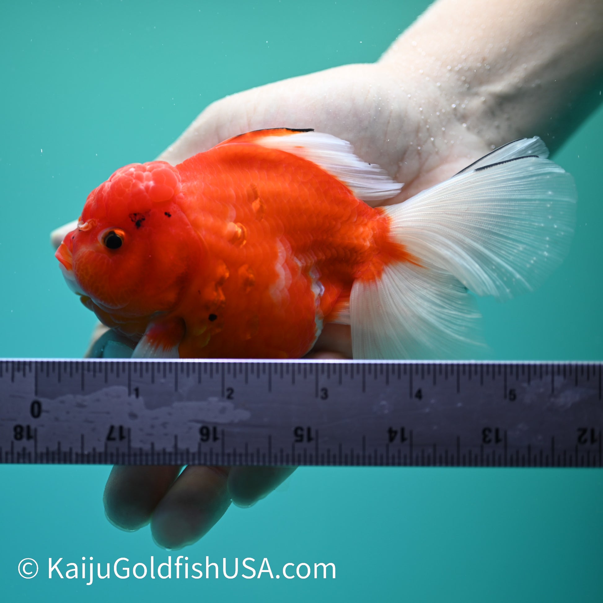 Sakura Rose Tail Oranda 5-5.5 inches (240329_OR04) - Kaiju Goldfish USA