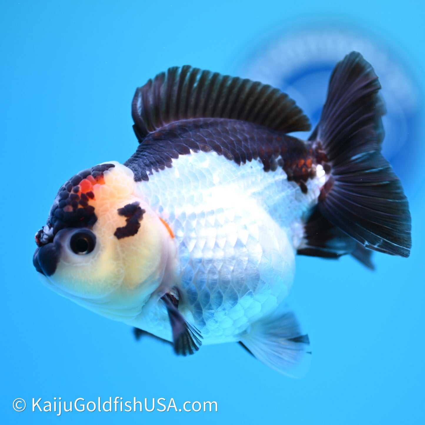 Tricolor YuanBao Oranda 3.5in body (240607_OR04) - Kaiju Goldfish USA