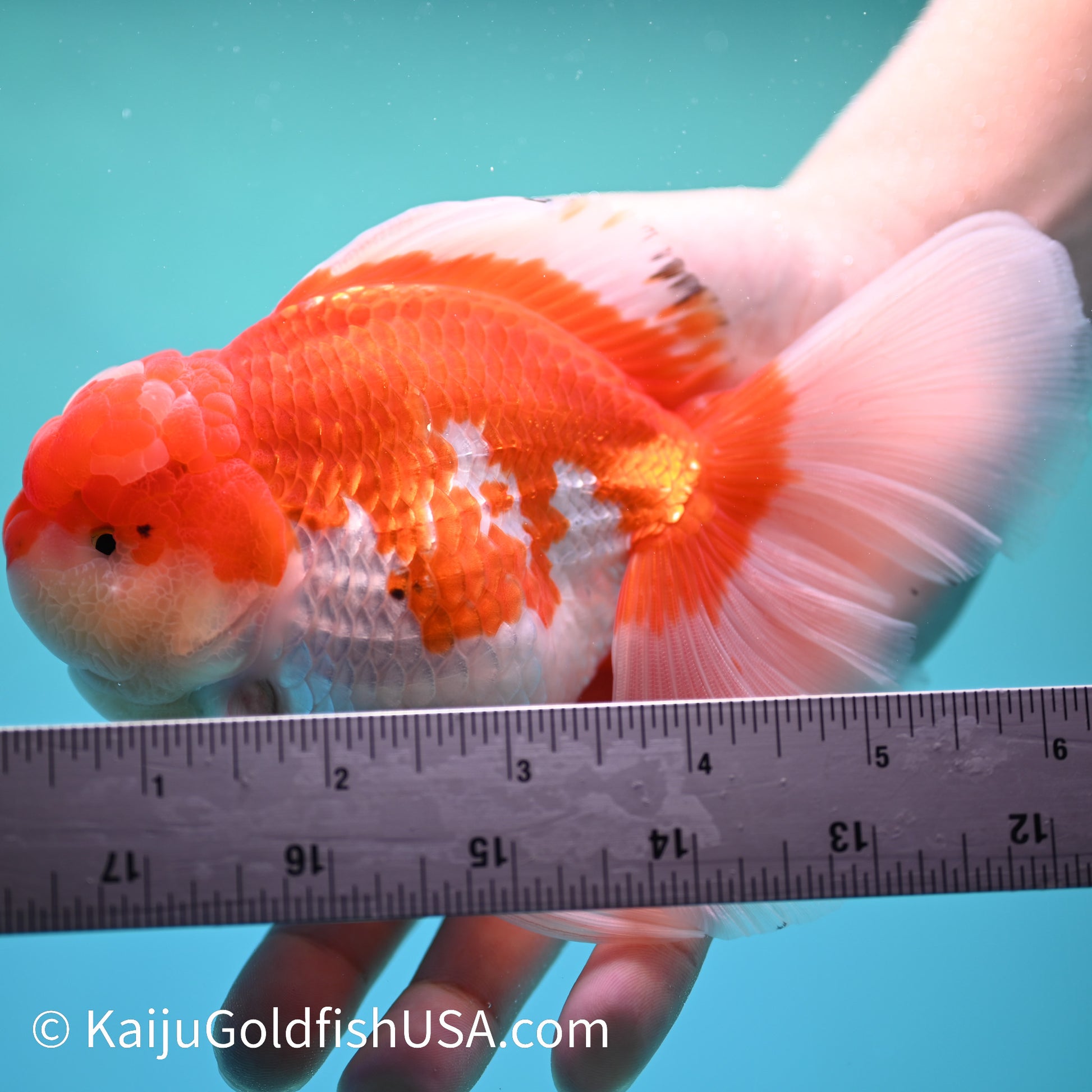 Jumbo Jade Seal Red White Rose Tail Oranda 6 inches (240405_OR4) - Kaiju Goldfish USA