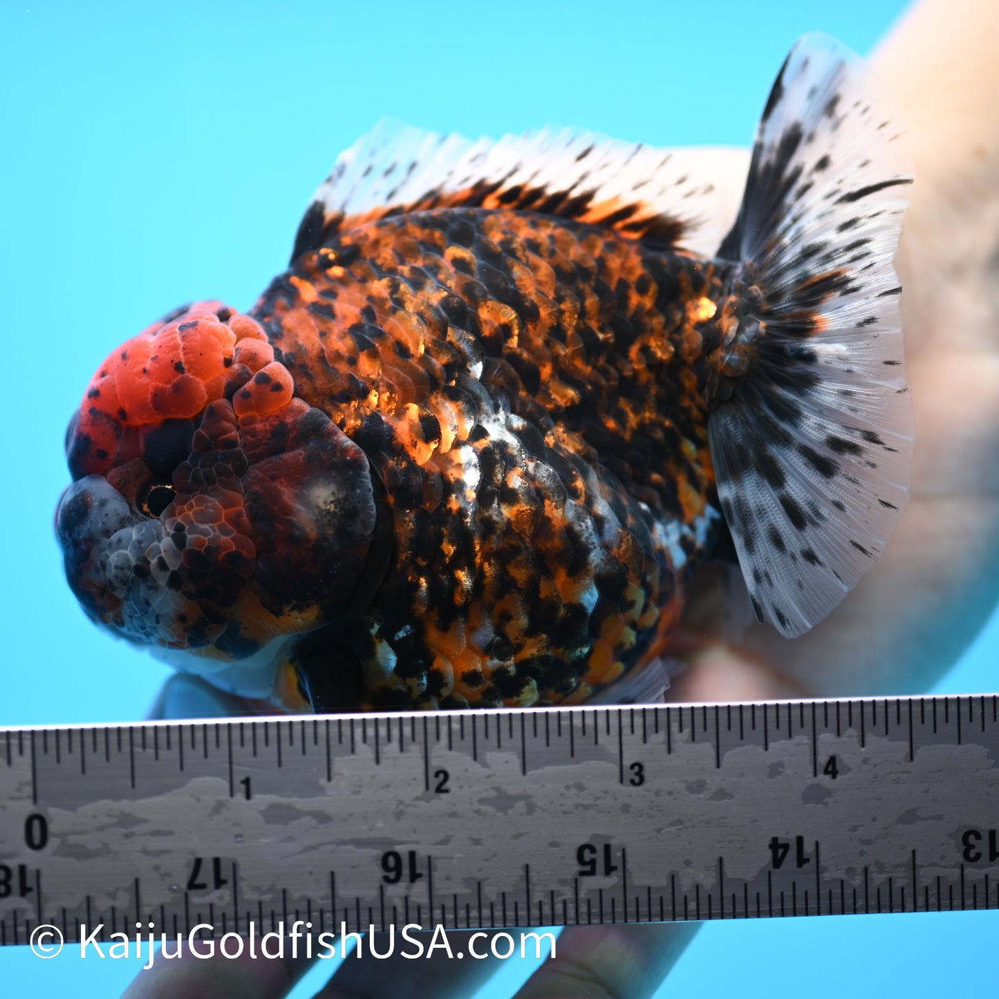 Heavy Ink Tricolor Tiger YuanBao Oranda 4-4.5 inches (240308_OR04) - Kaiju Goldfish USA