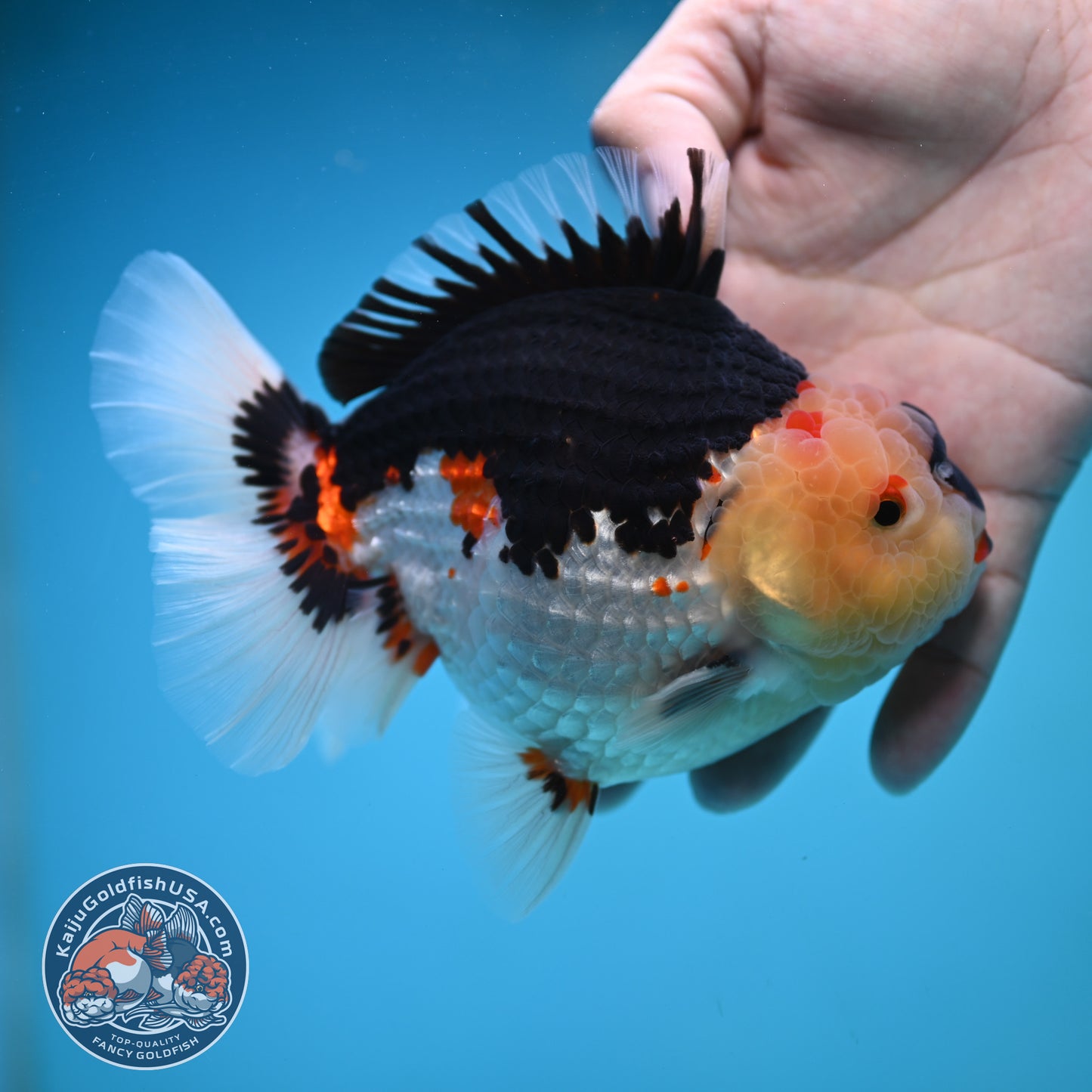 Tricolor Oranda 4.75 inch Body (250905_OR04)