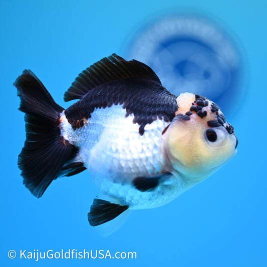 Tricolor YuanBao Oranda 3.5in body (240607_OR04) - Kaiju Goldfish USA