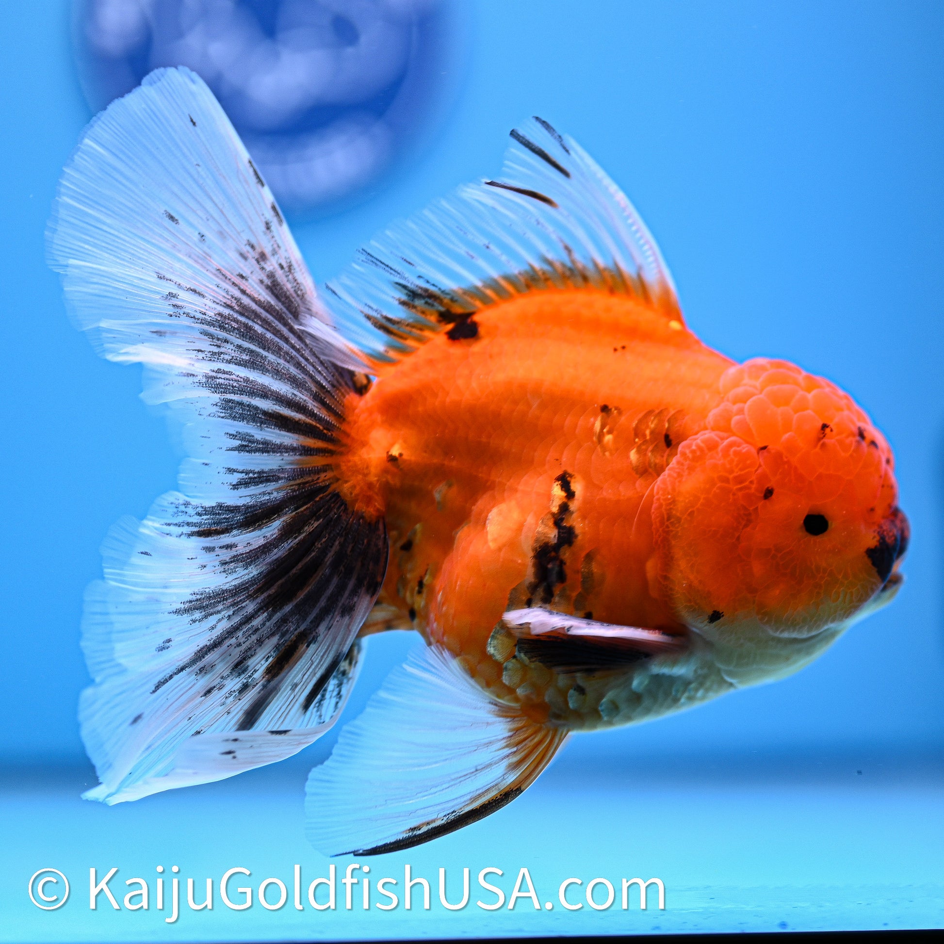 Tiger Rose Tail Oranda 4in Body (240628_OR04) - Kaiju Goldfish USA
