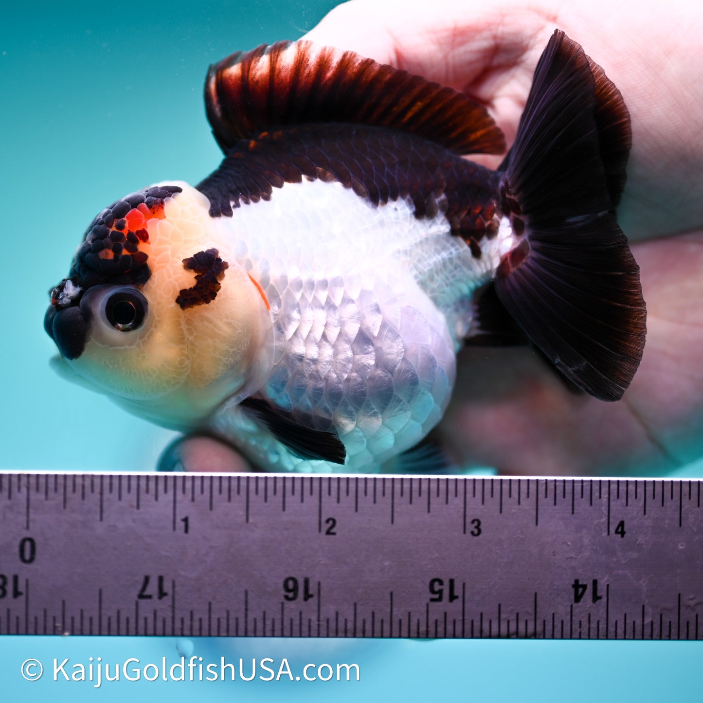 Tricolor YuanBao Oranda 3.5in body (240607_OR04) - Kaiju Goldfish USA