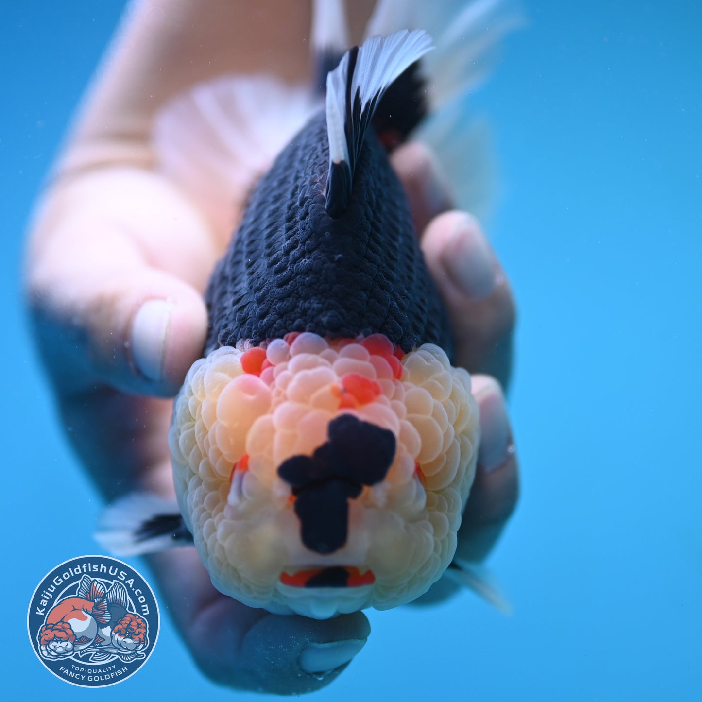 Tricolor Oranda 4.75 inch Body (250905_OR04)