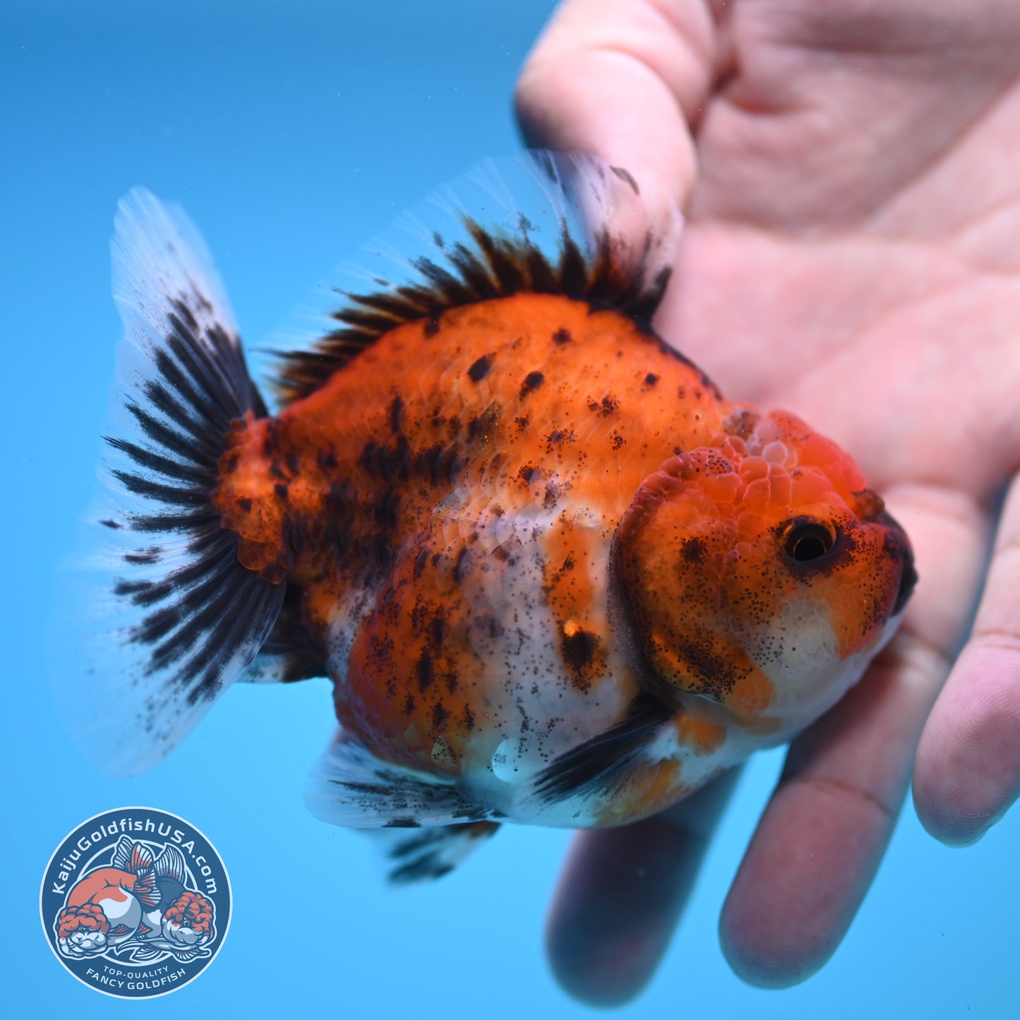 Shogun Calico Oranda 3.5 inch Body (250815_OR04)