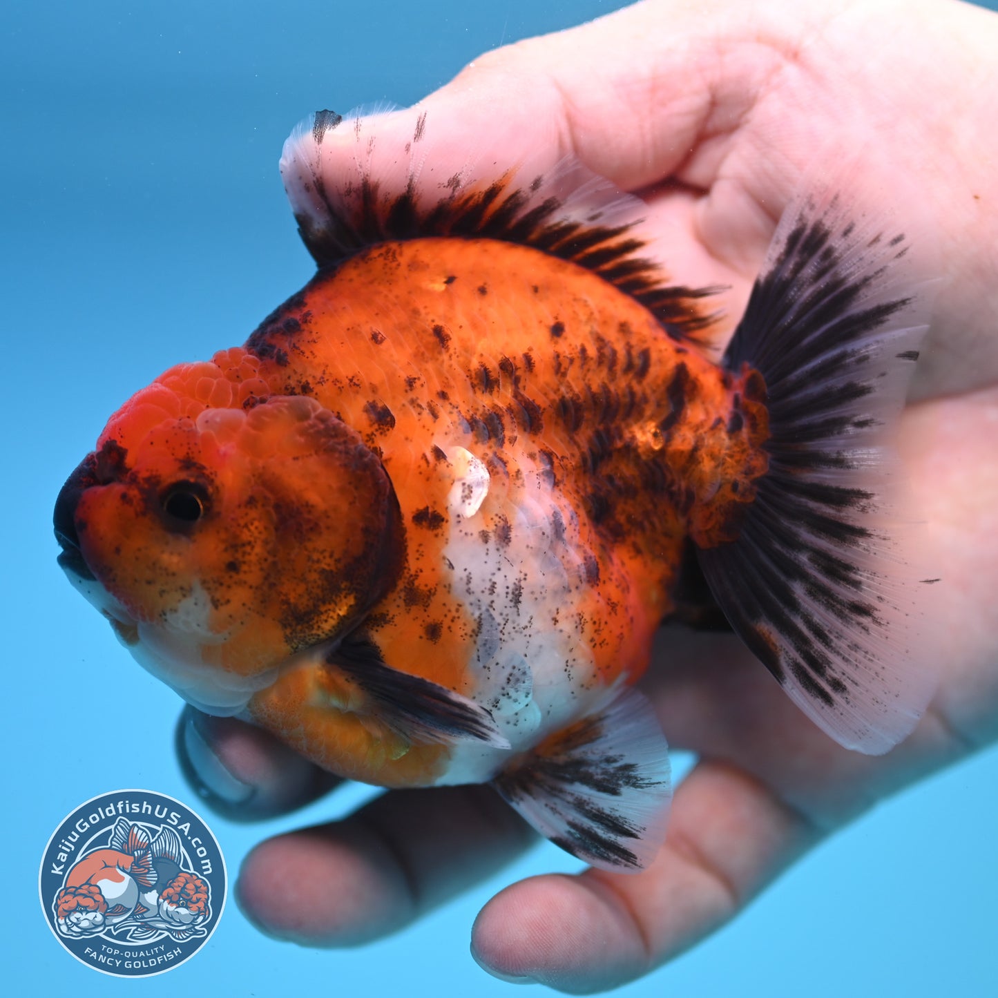 Shogun Calico Oranda 3.5 inch Body (250815_OR04)