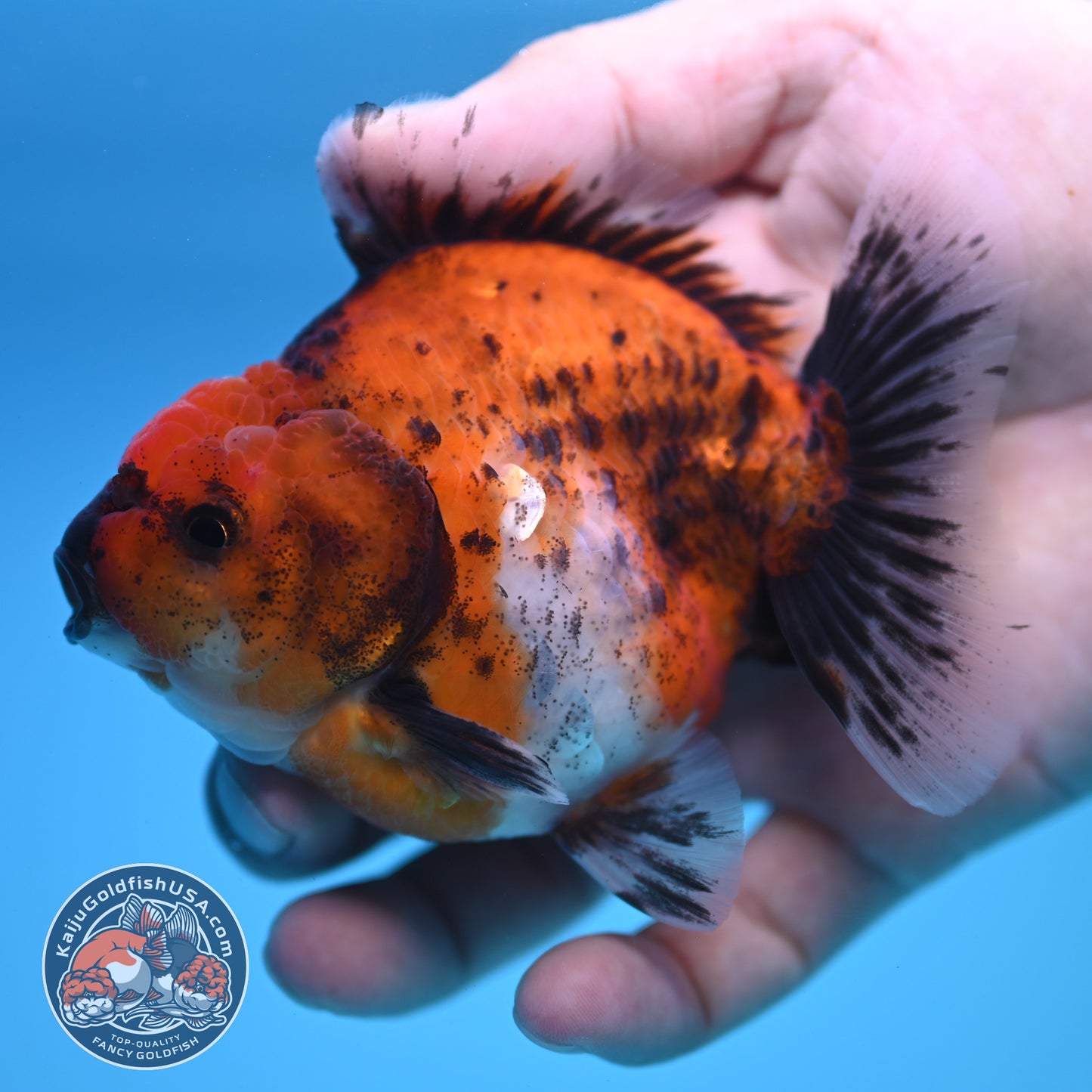 Shogun Calico Oranda 3.5 inch Body (250815_OR04)