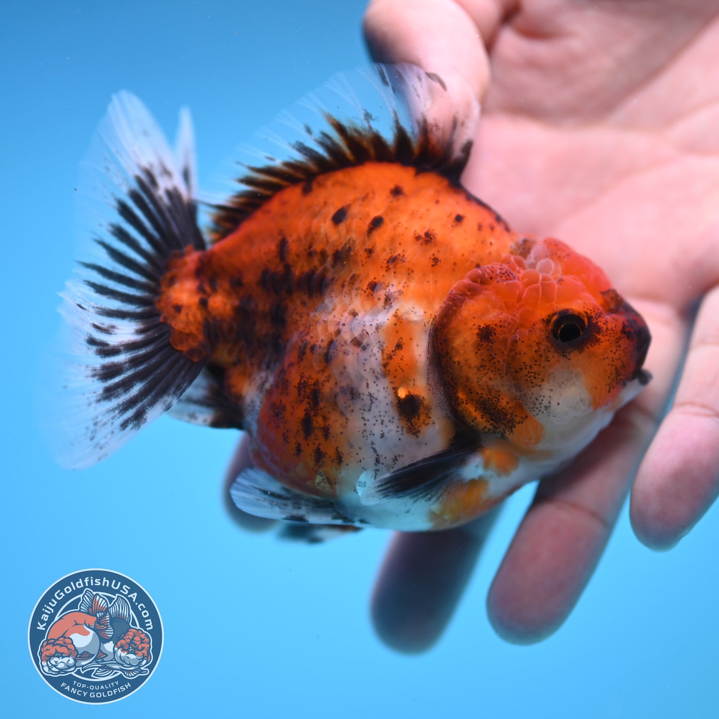 Shogun Calico Oranda 3.5 inch Body (250815_OR04)