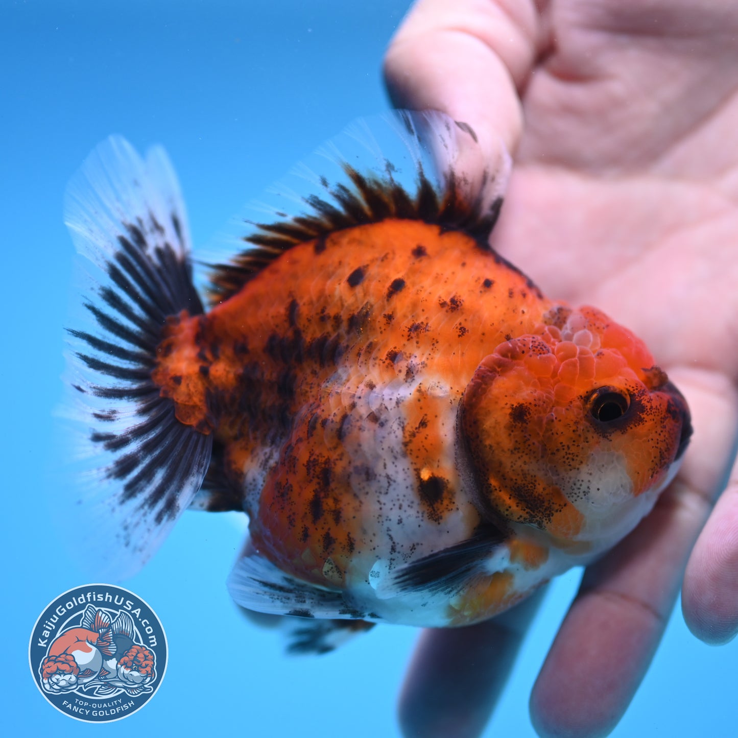 Shogun Calico Oranda 3.5 inch Body (250815_OR04)