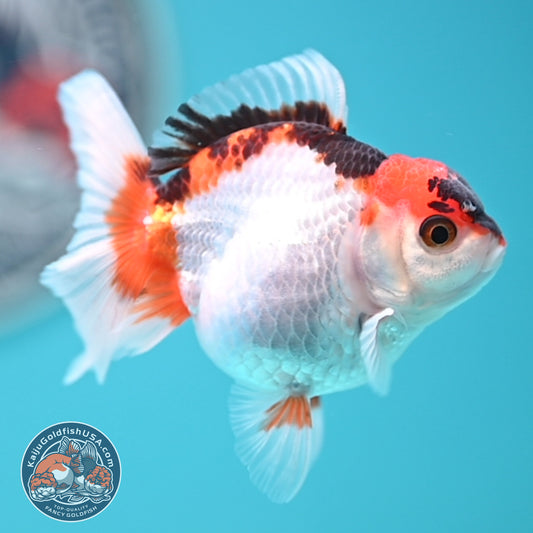 Tricolor Oranda 3 inches Body (250502_OR04)