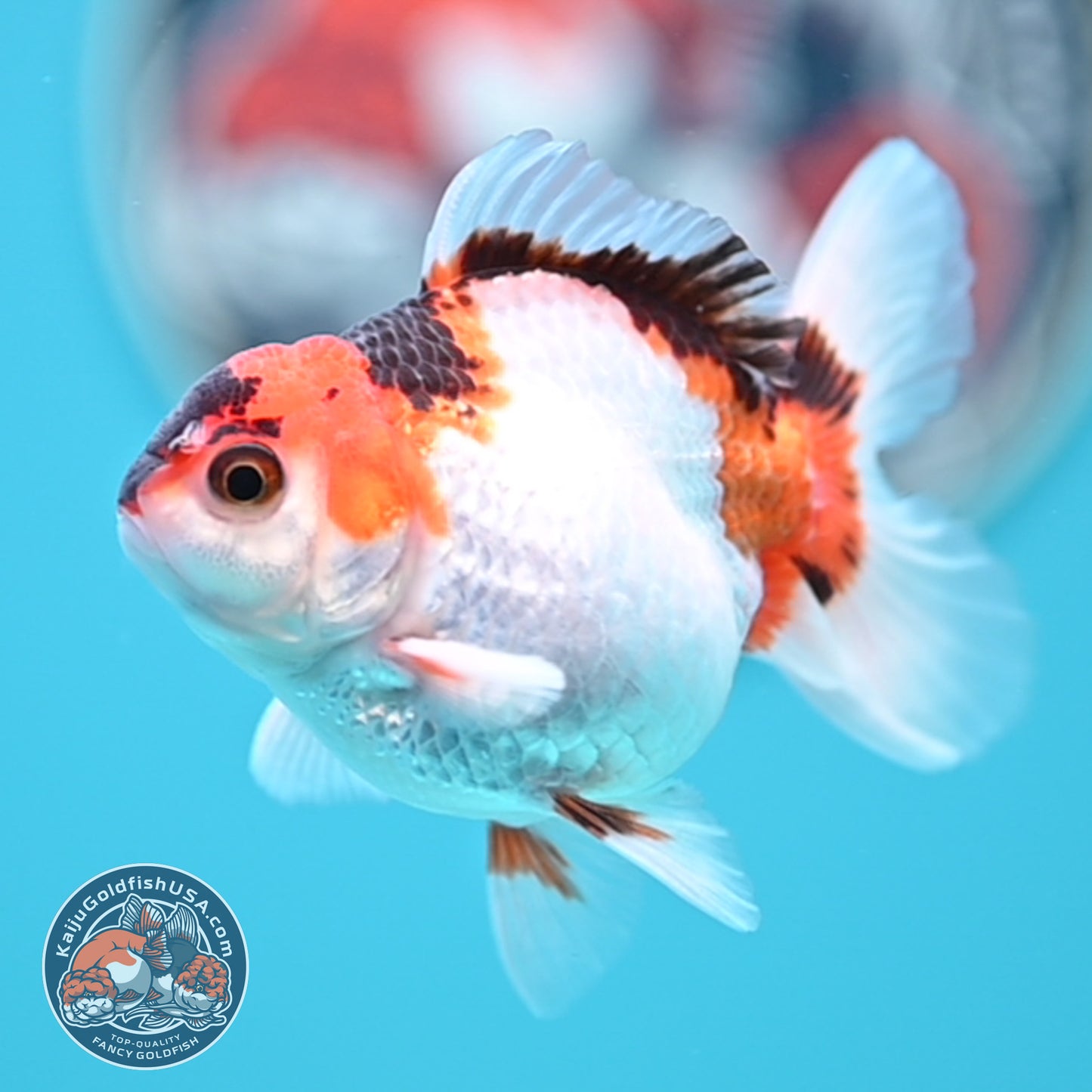 Tricolor Oranda 3 inches Body (250502_OR04)