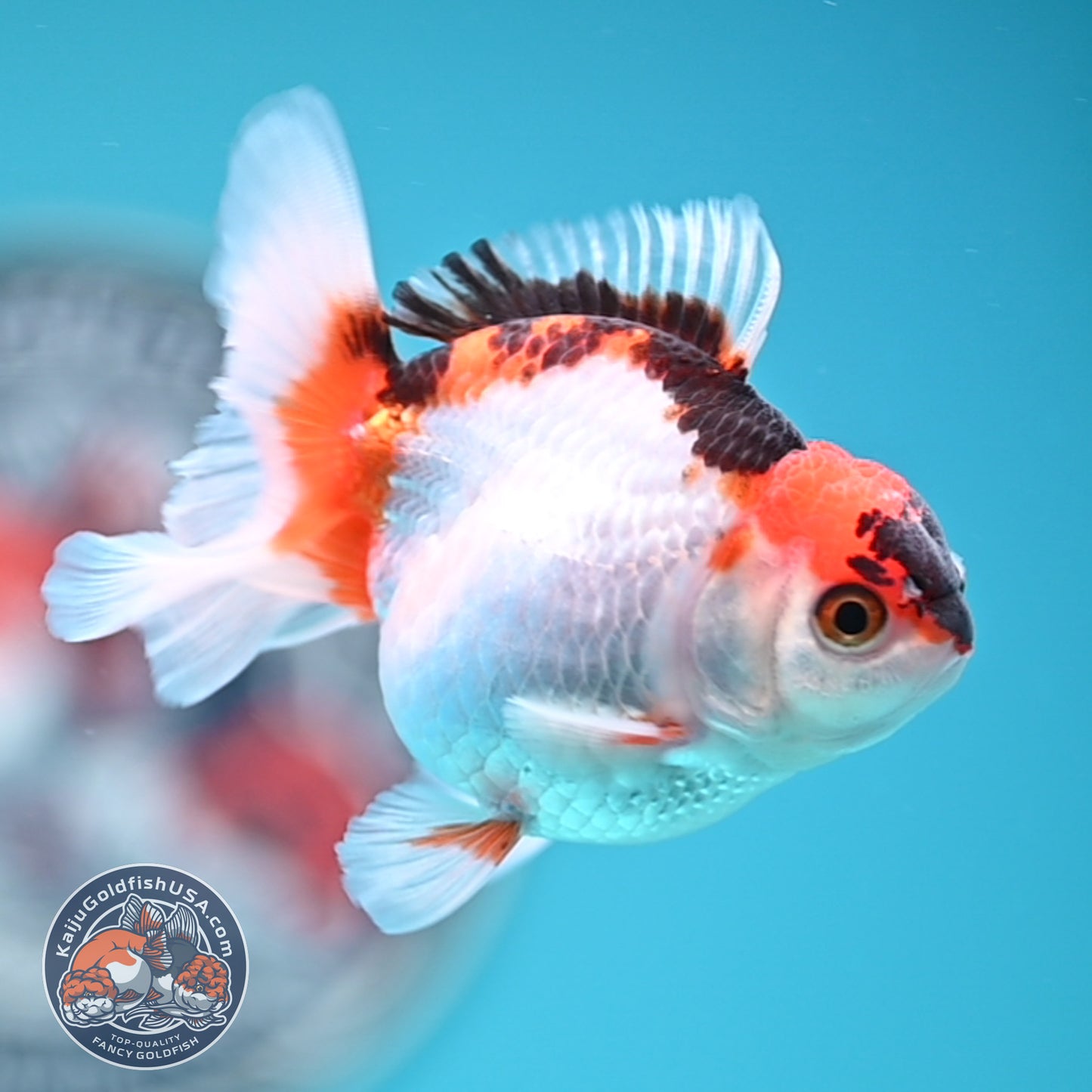 Tricolor Oranda 3 inches Body (250502_OR04)