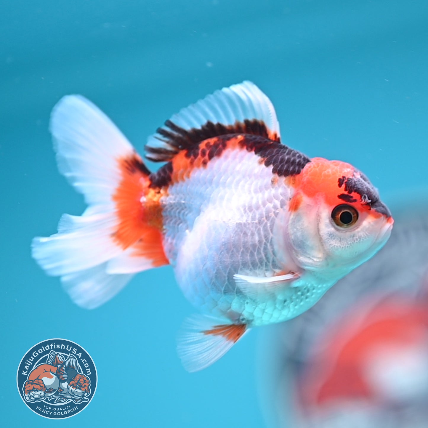 Tricolor Oranda 3 inches Body (250502_OR04)