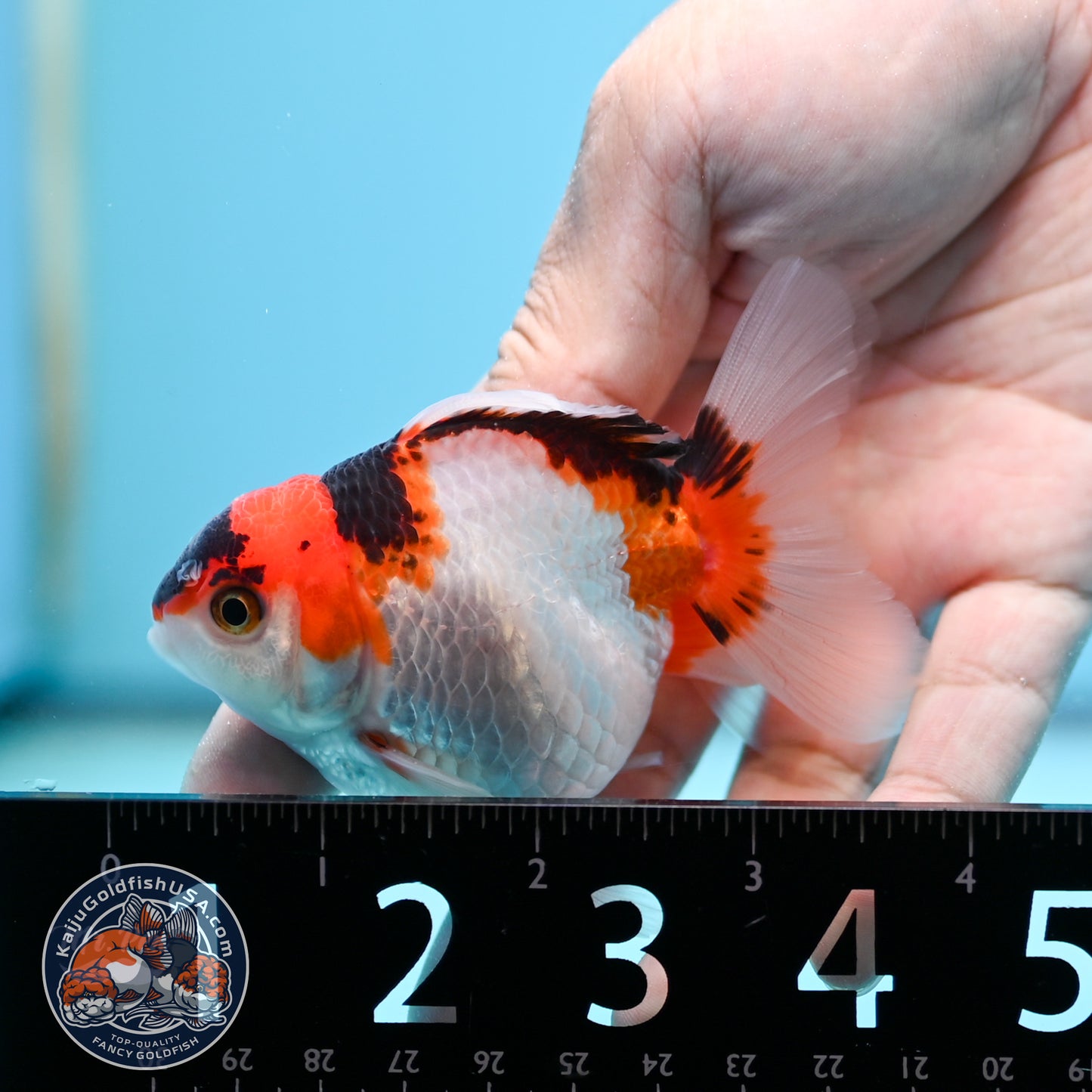 Tricolor Oranda 3 inches Body (250502_OR04)