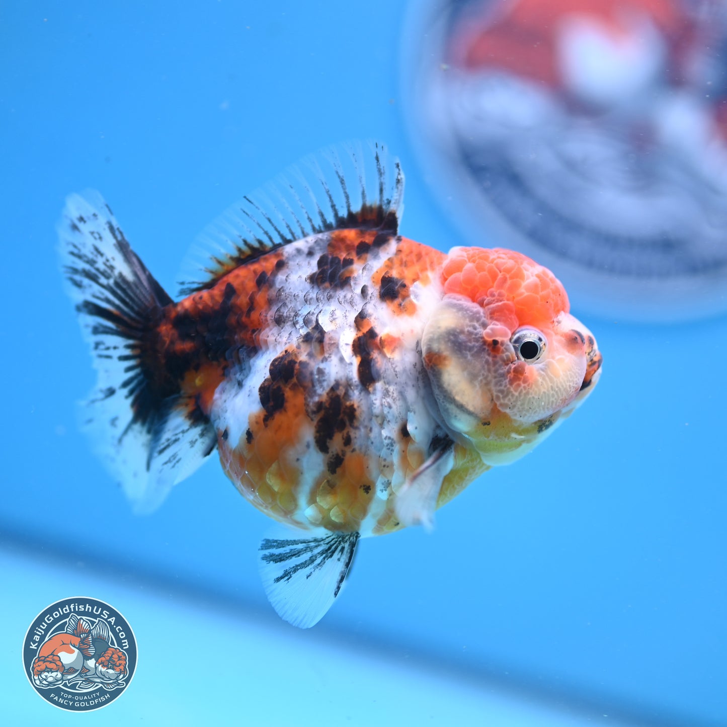 Shogun Tricolor Sakura YuanBao Oranda 3.5in Body (240802_OR05) - Kaiju Goldfish USA