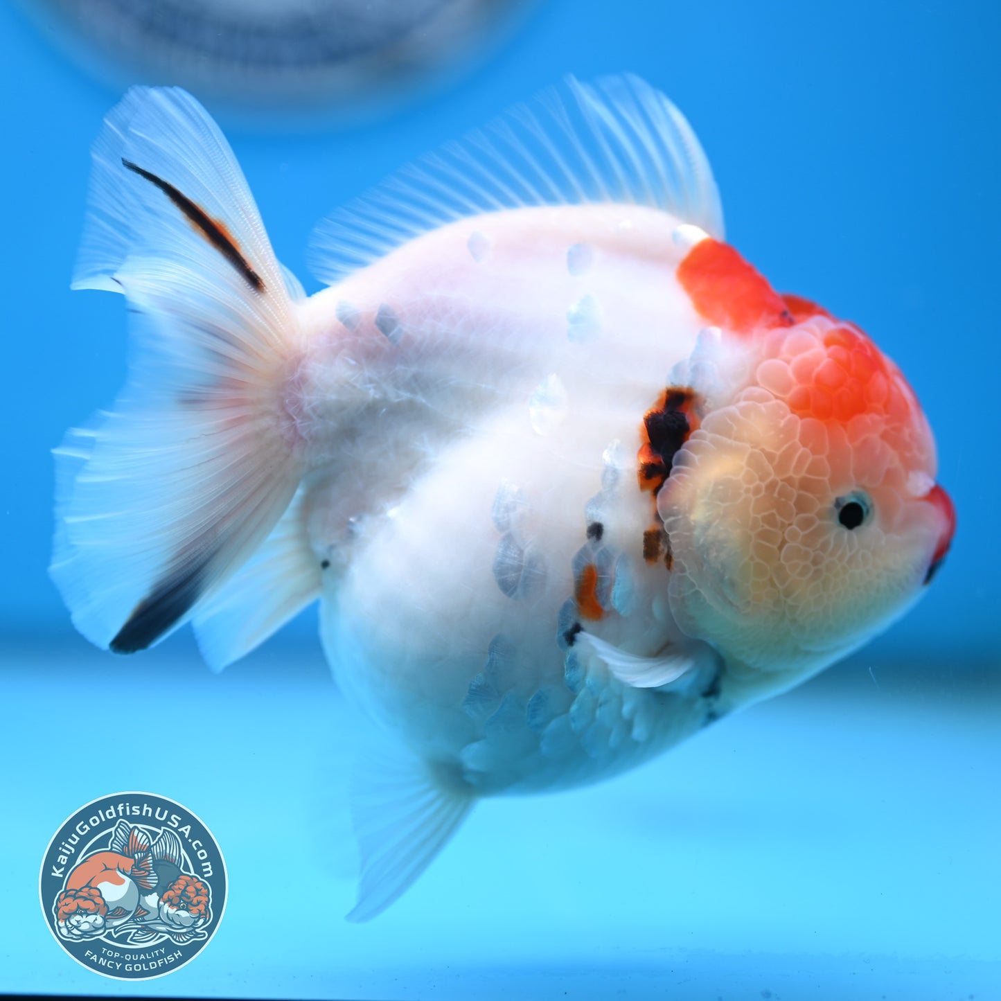 Tricolor Sakura YuanBao Oranda 4 inches Body (250516_OR05)