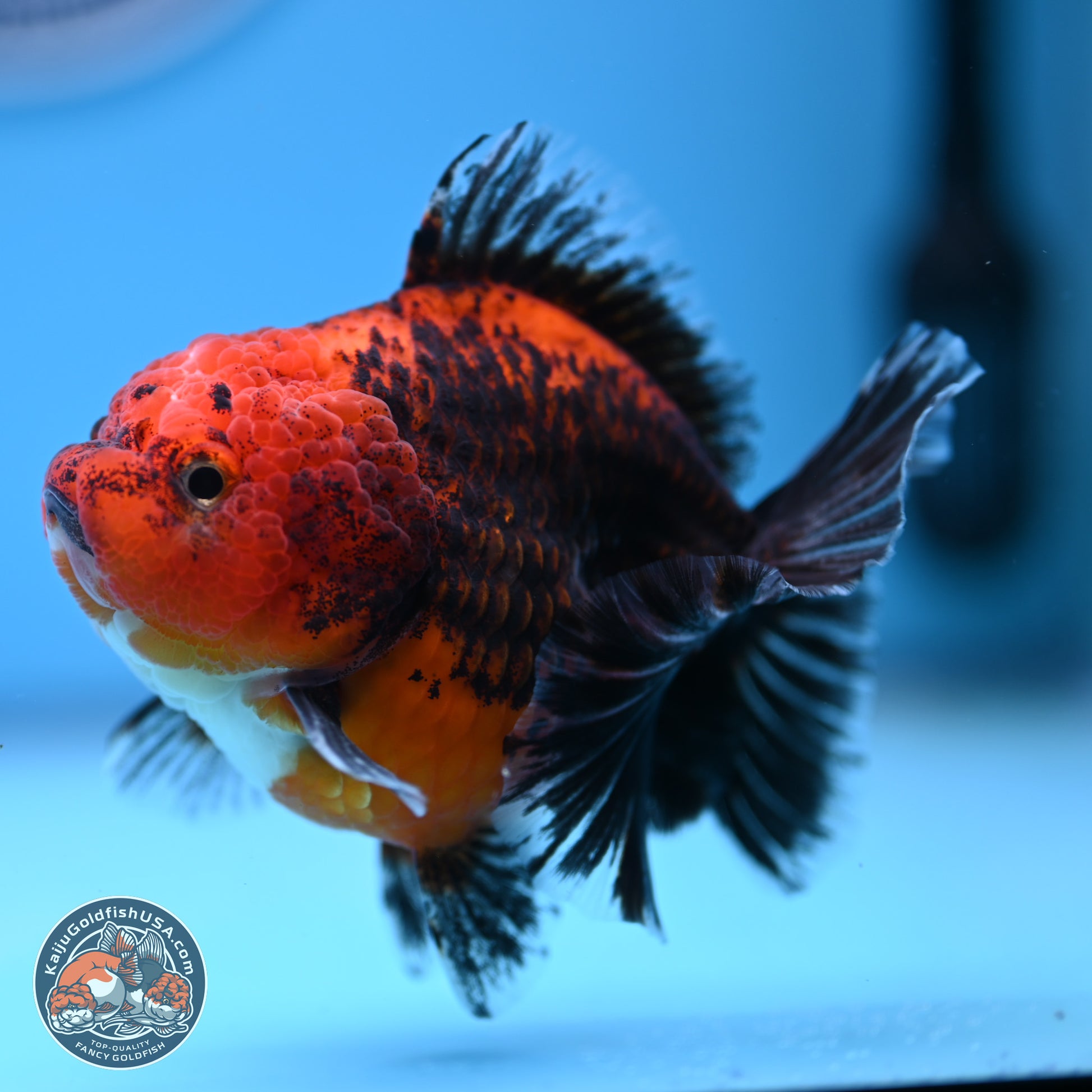 Shogun Kirin Short Body Oranda 3.5-4 in (241011_OR05) - Kaiju Goldfish USA