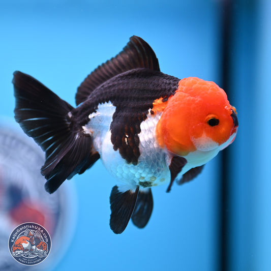 Tricolor Oranda 3.5in body (240809_OR05) - Kaiju Goldfish USA