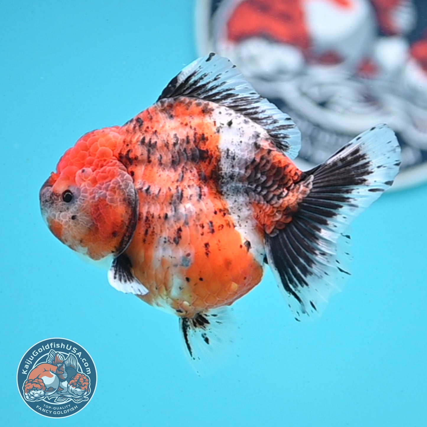 Shogun Tricolor Sakura Oranda 4 inches Body - Female (250418_OR05)