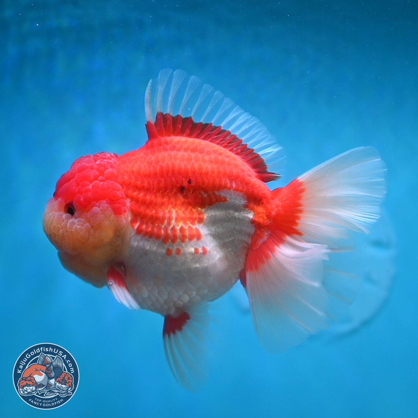 Jumbo Rose Tail Red White Oranda 5 inches Body - Female (250131_OR05)